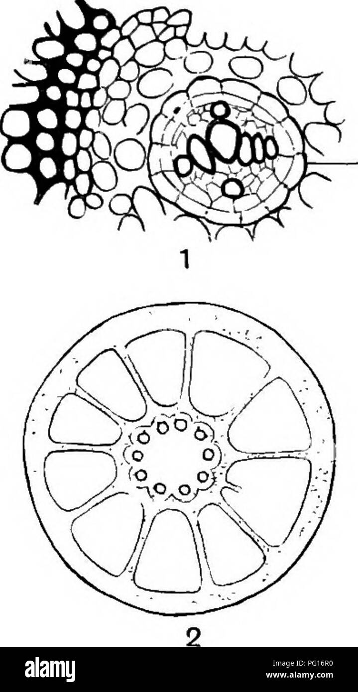 . Plantes fossiles : pour les étudiants de la botanique et de la géologie . La paléobotanique. 252 PTERIDOPHYTA. [CH. signification de ces déclarations seront réalisées lorsque la structure de l'espèce Galamites est décrite et comparée à celle d'Equisetum. Le petit dessin de la fig. 55, 3 montre une partie de la bague d'épais bois nodal ; la section Raccourcis à travers deux bundles sur leur point de bifurcation, le Strand x est sur le point dans une direction radiale à une branche latérale, le volet à droite de X et l'autre fragment d'un volet à gauche de x sont des portions de feuille-trace ensembles dans leur façon de la le Banque D'Images