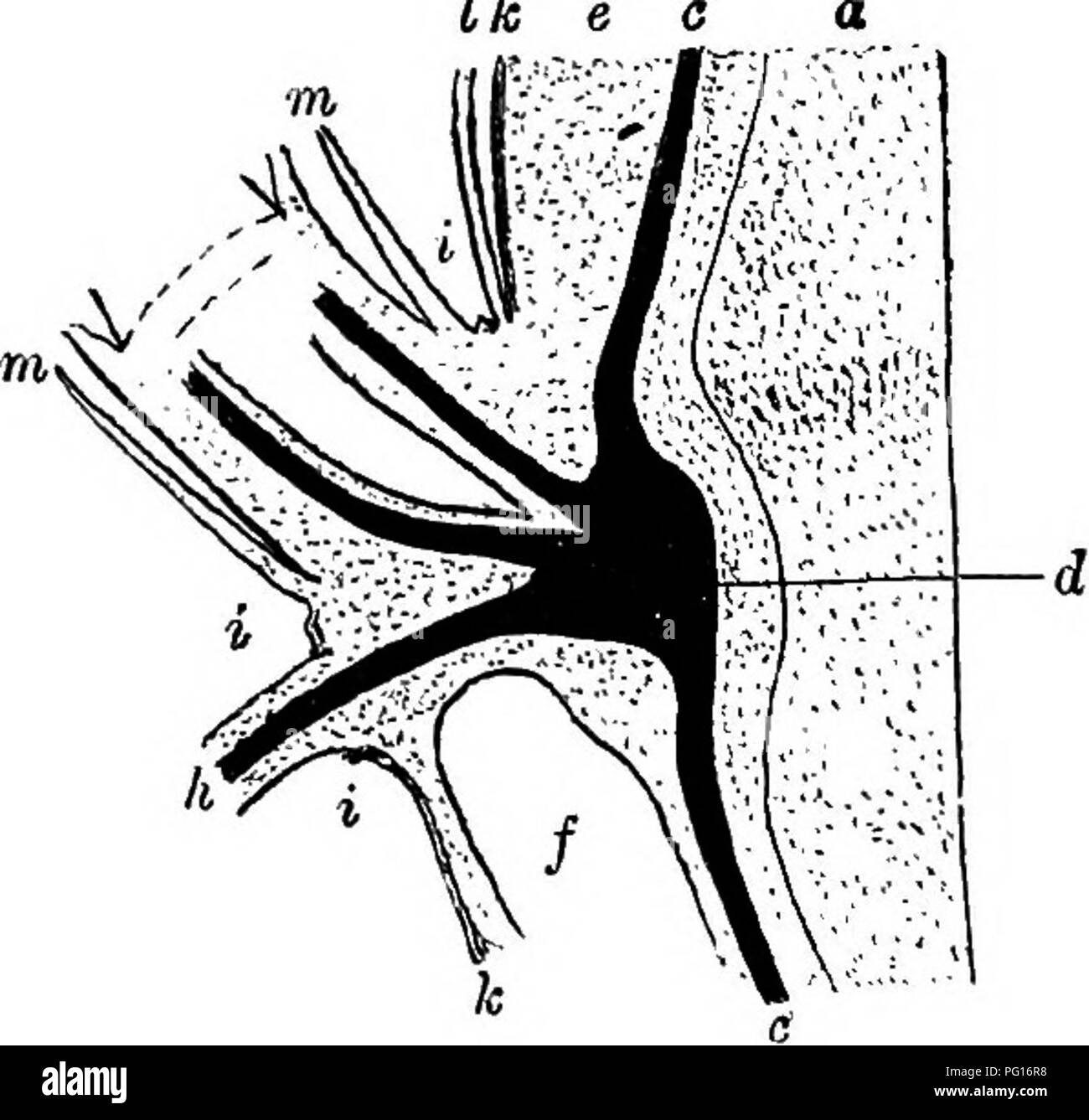 . Plantes fossiles : pour les étudiants de la botanique et de la géologie . La paléobotanique. 250 PTERIDOPHYTA. [CH. réussi en interne par l'ensemble de tissu au sol de la tige. Le parenchyme du xylème à côté d'un canal carinal est parvenu à l'externe par phloème, composé de cellules protoplasmiques plus court et éléments, sans noyaux et pauvres en matières ; ces derniers peuvent être considérés comme des tubes criblés. De chaque côté du phloème, le xylème se produit en deux bandes distinctes ou des groupes d'annulaire et reticulately les trachéides épaissie. Dans certaines espèces, p. ex. EquisetuTTi xylochaetum^. Metten et E. giganteum^ L. originaire du Sud Banque D'Images