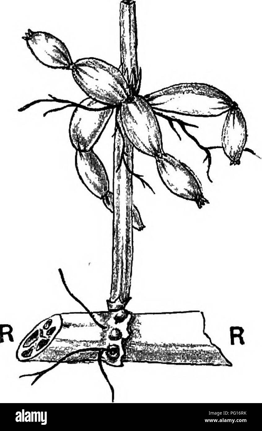 Ce travail se concentre sur le genre Equisetum au sein de la paléobotanie, en examinant spécifiquement les structures reproductrices de la plante. L'étude décrit les tubercules souterrains qui stockent l'amidon et permettent la reproduction végétative, soulignant leur importance dans l'évolution des plantes et la paléobotanie. Banque D'Images