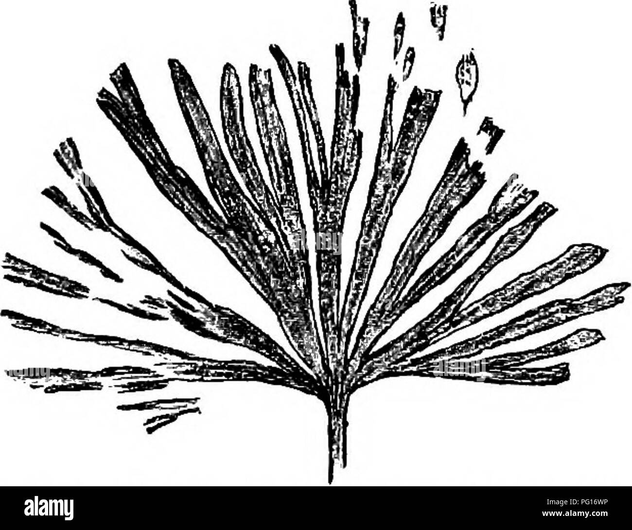 . Plantes fossiles : pour les étudiants de la botanique et de la géologie . La paléobotanique. 46 OrNKGOALES [CH. visé ce type d'Schizopteris mais Bunbury, tout en adoptant l'haricot sp., a substitué le nom spécifique désignation générique Baiera. Les feuilles sont pétiolées et le limbe est divisé presque ou tout à fait à la base en un nombre variable de segments hnear avec apex obtus. Les nervures indistinctes, fréquemment, être parallèles aux bords du limbe et il y en a plusieurs dans chaque segment. Feuilles identiques ou très similaires à Baiera gracilis sont très largement répartis entre les flores du Jurassique dans les deux hémisphères. Banque D'Images