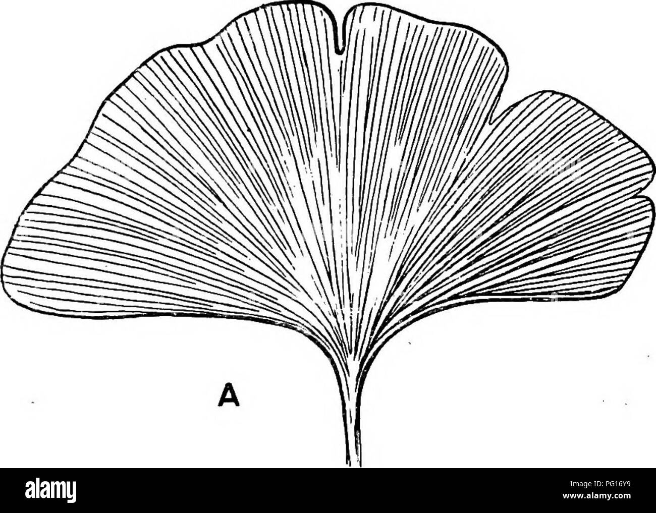 . Plantes fossiles : pour les étudiants de la botanique et de la géologie . La paléobotanique. Xg] GINKGOITES 31 recueillies par Sir Leopold McClintock me permet de confirmer l'avis Gard- ner sur l'identité de S. borealis et S. adiantoides. Exemples de G. adiantoides ont également été obtenus de Atanekerdluk Noursoak^ sur la péninsule au nord de l'île de Disco. Heer. Veuillez noter que ces images sont extraites de la page numérisée des images qui peuvent avoir été retouchées numériquement pour plus de lisibilité - coloration et l'aspect de ces illustrations ne peut pas parfaitement ressembler à l'œuvre originale.. Seward, A. C. (1863), Albert Charles- Banque D'Images