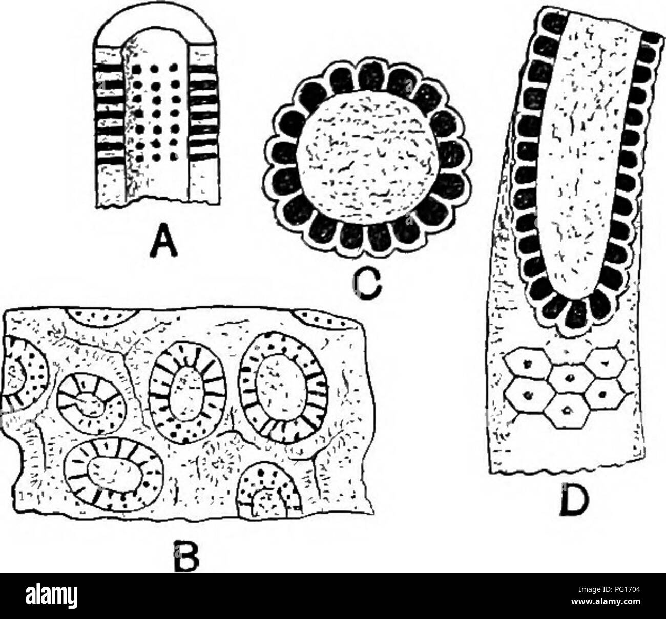 . Plantes fossiles : pour les étudiants de la botanique et de la géologie . La paléobotanique. . Veuillez noter que ces images sont extraites de la page numérisée des images qui peuvent avoir été retouchées numériquement pour plus de lisibilité - coloration et l'aspect de ces illustrations ne peut pas parfaitement ressembler à l'œuvre originale.. Seward, A. C. (Charles Albert), 1863-1941. Cambridge University Press : Banque D'Images