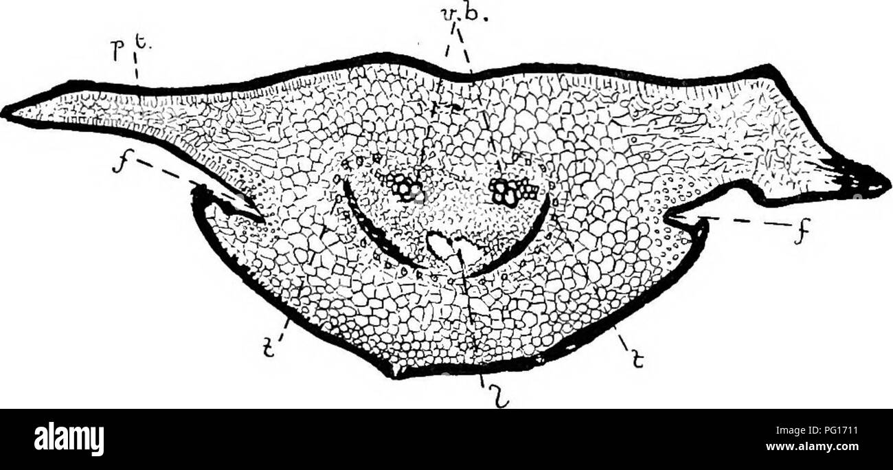 . Des études en botanique fossile . La paléobotanique. 230 Études en botanique fossile le plus remarquable point, cependant, qu'ils ont observée est, qu'en traversant le phelloderm la feuille-trace se divise en deux ; dans la feuille-base les deux brins du xylème- sont bien espacés. En 1879, Renault a décrit sous le nom de Decaisnei Sigillariopsis} une petite tige, avec des feuilles jointes, du Permien d'Autun ; la tige ressemble à celle d'Sigillaria Menardi en structure, mais le bois contient l'opposait ainsi que scalariformes. Fig. 95.-Sigillariopsis sulcata. Coupe transversale de feuille. v. Il., le xylème-groupes de la doubl Banque D'Images