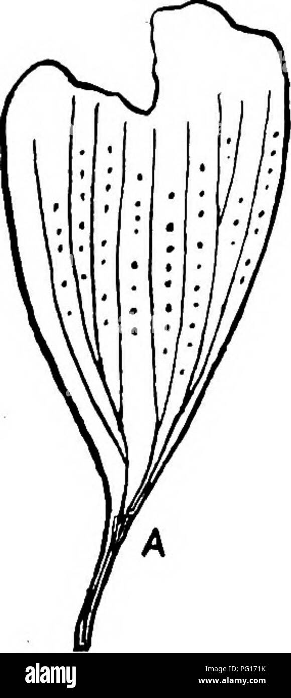 Ce travail pédagogique sur la paléobotanie couvre les plantes fossiles et leur classification. Il comprend l'étude des Ginkgoales et d'autres fossiles de plantes de la période Permienne, contribuant à la compréhension de la vie végétale antique et de son évolution. Banque D'Images
