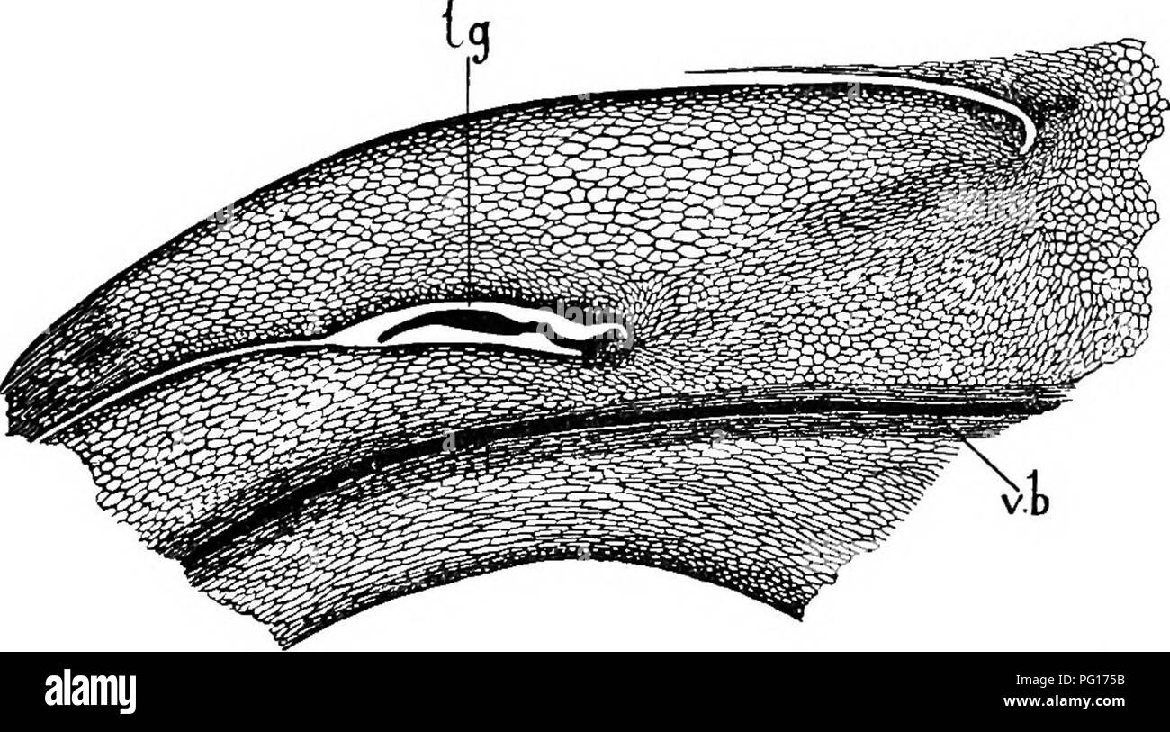 . Des études en botanique fossile . La paléobotanique. Ouverture vers l'extérieur, 159 LEPIDODENDRON juste au-dessus de la cicatrice, où la feuille elle-même a été introduite (voir Fig. 63). L'impression sur les moulages correspond à l'embouchure de l'ligular la cavité. La présence d'une ligule dans Lepidodendreae est une intéressante découverte, indiquant l'affinité avec Selaginella ou Isoetes, plutôt qu'avec Lycopodium, parmi les nouveaux membres de l'ordre. Il y a quelques autres faits qui vont dans le même sens, mais il n'est pas probable. Fig. 63.-Lepidophlrios, sp. Section radiale d'une feuille-base du même spécimen comme Fig. 62. v.b., vasculaire bu Banque D'Images