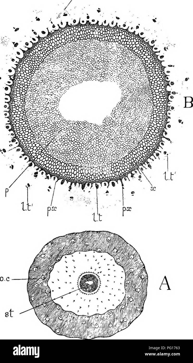 . Des études en botanique fossile . La paléobotanique. LEPIDODENDRON 137 brins sont rencontré dans chaque section transversale de la tige, formant un très caractéristique (voir Fig. Lc. Fig. 56. Lepidode tdron Harcourtii- ?. A. Coupe transversale de tige, st, stèle, o.c, cortex extérieur ; à la fois ici et dans le cortex interne la feuille-traces sont affichées.. À propos de nat. taille. B. Stèle de même, p, la moelle, les hollow en milieu ; x, le joint torique du xylème ; px- protoxylème, des points , la feuille-traces inscrivez-vous la stèle entre eux. /./., La feuille-trace les kits, dont l'extérieur, l.t. voir le xylème et le phloème ; c.-à-d., cortex, x 7. La volonté. 15 Coll. Banque D'Images