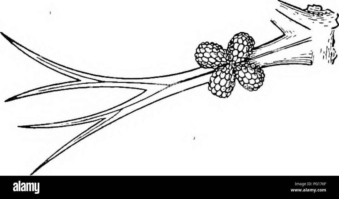 . Des études en botanique fossile . La paléobotanique. SPHENOPHYLLEAE 113 montrent des pointes les sporanges regroupés en quatre groupes, l'appui sur la surface supérieure d'une bractée fourchue à plusieurs reprises ci-dessous, les points de bifurcation (Fig. 48). Ce formulaire est intéressant de son analogie avec la fructification de la récente Tmesipteris, tandis qu'en 5. trichomatosum} d'autre part, l'arrangement semble avoir été très simple, les sporanges apparaissant à être sessile et solitaire sur chaque bractée, à l'aisselle des bractées. Il est tout à fait possible, cependant, qu'un court pédicelle était présent.. Fig. 48.-SpJuTiofihylhim majus Banque D'Images