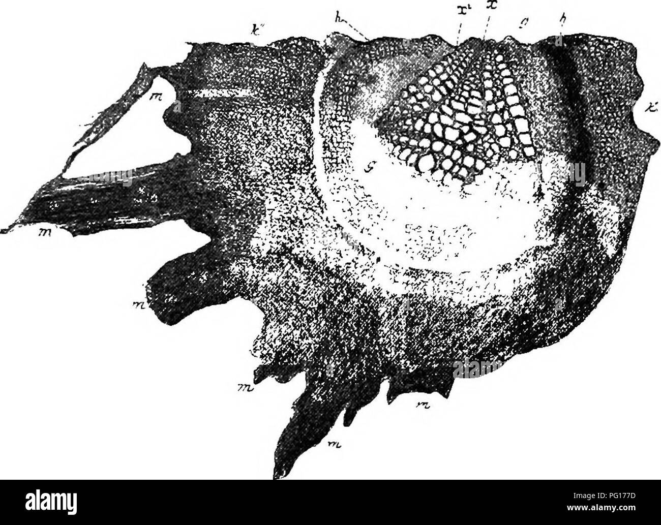 . Des études en botanique fossile . La paléobotanique. Hexarch SPHENOPHYLLEAE 9i, bien que la forme de section triangulaire est conservé. Dans les exemplaires jeunes mais il reste peu de phloème ont été trouvés ; l'intérieur des couches du cortex sont des tissus délicats, mais vers l'extérieur est une zone fibreuse (Fig. 37). Le contour externe du cortex, comme vu dans la section transversale, est caractéristique, car il n'y. Fig. 37 SJrhenopkyllum plurifoliatum-.. La section transversale par verticille de feuilles, m. x, bois primaire ; JR2, g ; bois ; secondaire phloème ( ?) ; h, périderme ; k, cortex externe. X sur 20. Après Williamson, Phil. Banque D'Images