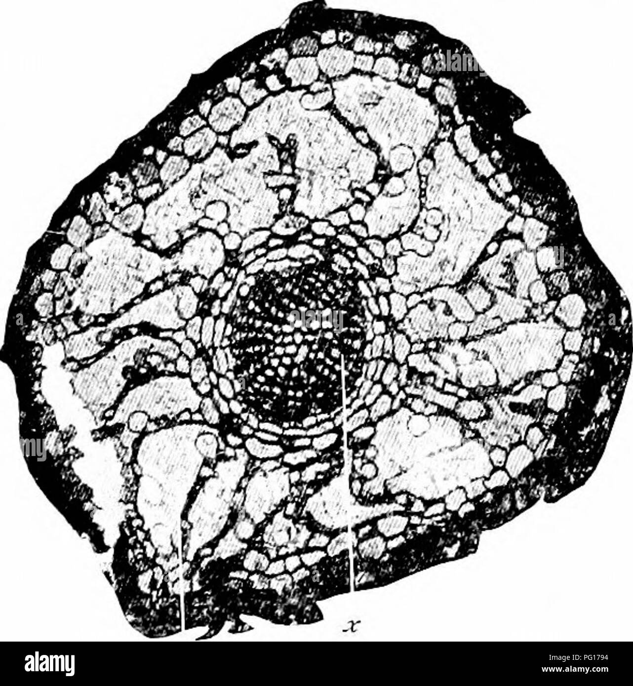 . Des études en botanique fossile . La paléobotanique. Racines de CALAMARIEAE 45 cas, de suivre la tendance centripète brins de xylème dans une jeune racine, et à trouver, en alternance avec eux, les groupes de tissus délicats, qui ne pouvait être interprété comme du phloème primaire. Par conséquent, à cet égard aussi, la structure s'avère être celui d'un root. Nous avons en outre constaté que les bases des succursales d'Astromyelon sont entourés d'un cortex distincte de la leur, qu'ils traversent les tissus externes de l'organe principal. Par conséquent, ils doivent avoir été endo- genous à l'origine, donc d'accord avec radicelles. Un autre point important est la Banque D'Images