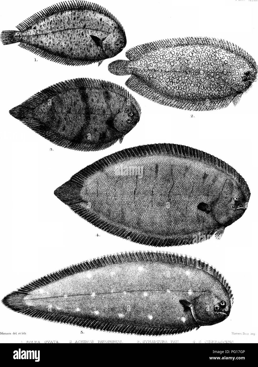 . Les poissons de l'Inde ; être une histoire naturelle des poissons connus pour habiter la mer et les eaux douces de l'Inde, la Birmanie et Ceylan. Les poissons. Poissons du jour de l'Inde. XGIII plaque.. Del etlith Mintem R 1, SEUL UN OVATA. 2 . ACHIKUS ONINUS^AAP. y, SY]-]AVTUR/ PA"C, 6, S ALBUMACULATA. Veuillez noter que ces images sont extraites de la page numérisée des images qui peuvent avoir été retouchées numériquement pour plus de lisibilité - coloration et l'aspect de ces illustrations ne peut pas parfaitement ressembler à l'œuvre originale.. Jour, François, 1829-1889. Londres, B. Quaritch Banque D'Images