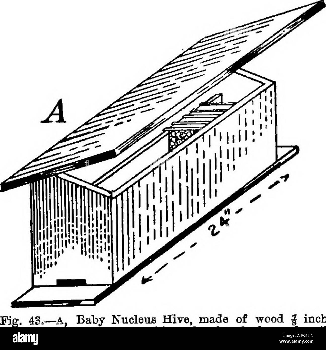 . Les abeilles pour le plaisir et profit ; un guide pour la manipulation des abeilles, la production de miel, et de la gestion générale du rucher. Les abeilles. Les ABEILLES 88 PLBASUEE FOE ET PROFIT. laisser des petits trous ou des espaces pour la ventilation. Dans tous les cas, les instructions imprimées pour l'éclosion des oeufs de poule, envoyé avec chacune de ces incubateurs, devrait être suivie, à l'exception que le sable dans la boîte ne doit pas être mouillé, et la chaleur nous devrions viser à maintenir doit être de 85° à 95°. Quand les noyaux doivent être formées sur une grande échelle ces petites couveuses sont, bien sûr, tout à fait insuffisants. Un très gros poulet en Banque D'Images