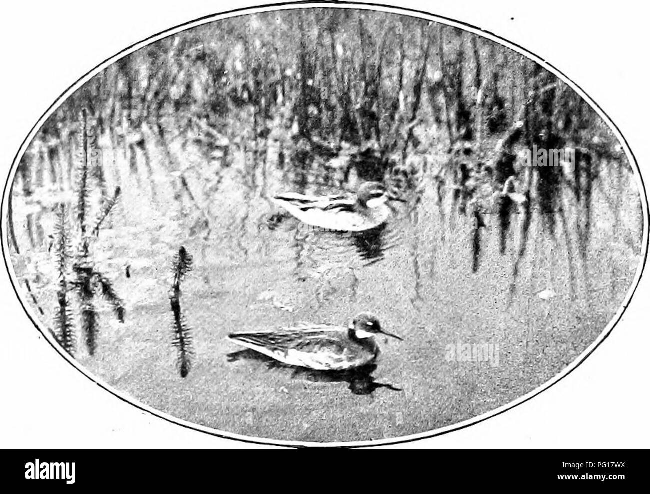 Ce livre, qui présente des œuvres de R. Kearton et des illustrations de Cherry et Richard Kearton, se concentre sur les oiseaux britanniques et leurs nids. À travers des photographies prises directement dans la nature, le livre présente une variété d'oiseaux et leurs habitudes de nidification, offrant aux lecteurs un aperçu approfondi de la faune et de la beauté naturelle de la campagne britannique. C'est une ressource précieuse pour les ornithologues et les passionnés de nature. Banque D'Images