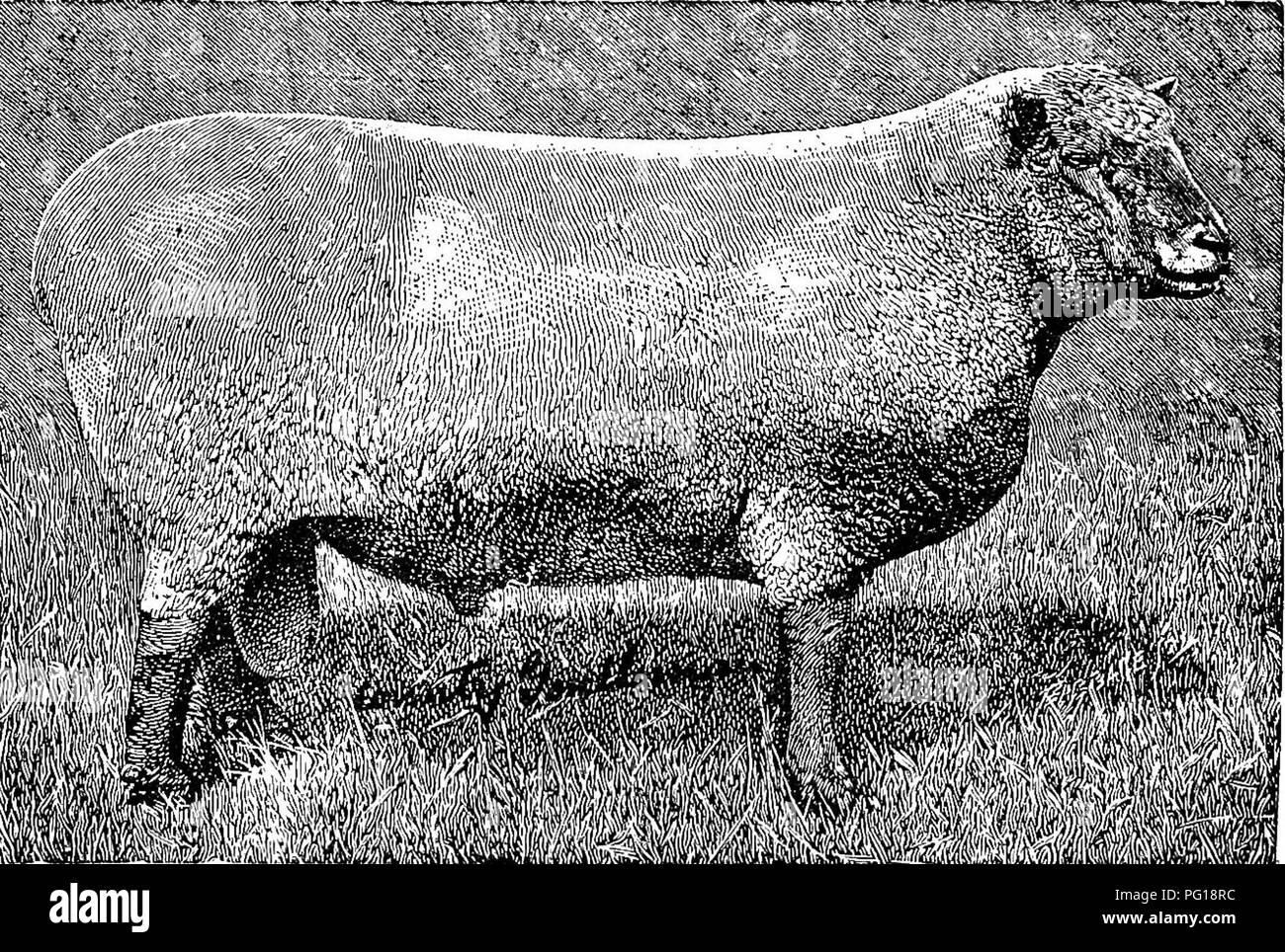 Cette illustration montre un bélier Southdown, connu pour sa haute qualité dans l'élevage de moutons. Le Southdown est prisé pour son croisement avec des brebis mérinos, produisant des agneaux tendres, dodus et très appréciés en boucherie. L'illustration montre un bélier primé nommé « son of Enterprise », élevé par H.L.C. Brassey de Preston Hall, Aylesford, Kent, soulignant l'importance du mouton Southdown dans l'élevage. Banque D'Images