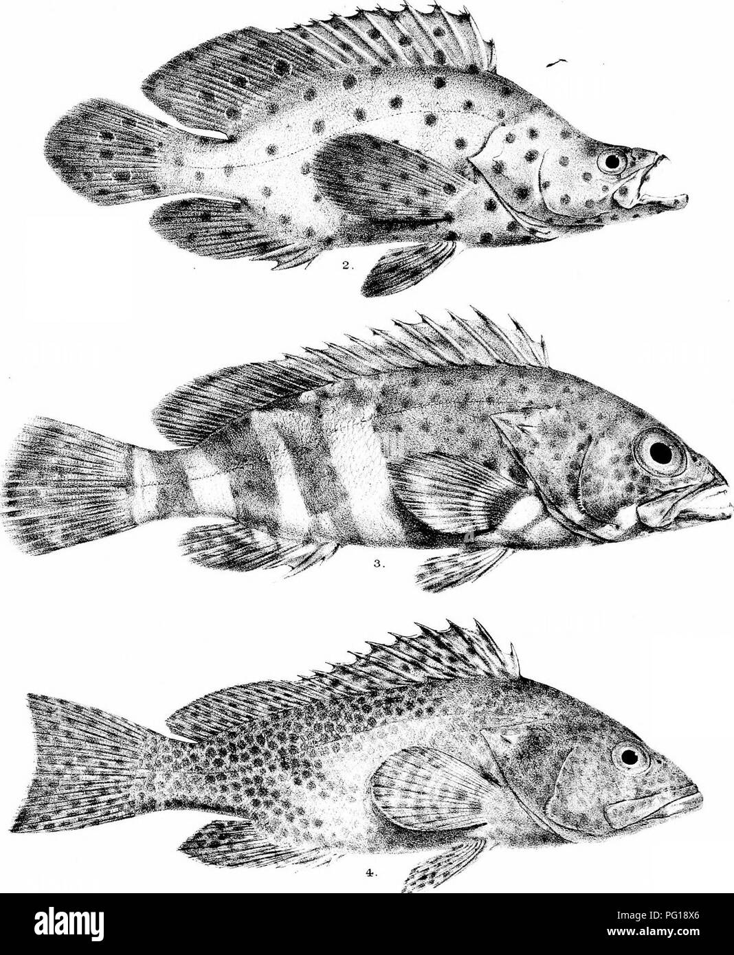 Poisson Voisin De La Morue 6 Lettres Vh 3 Banque d'images noir et blanc - Page 2 - Alamy