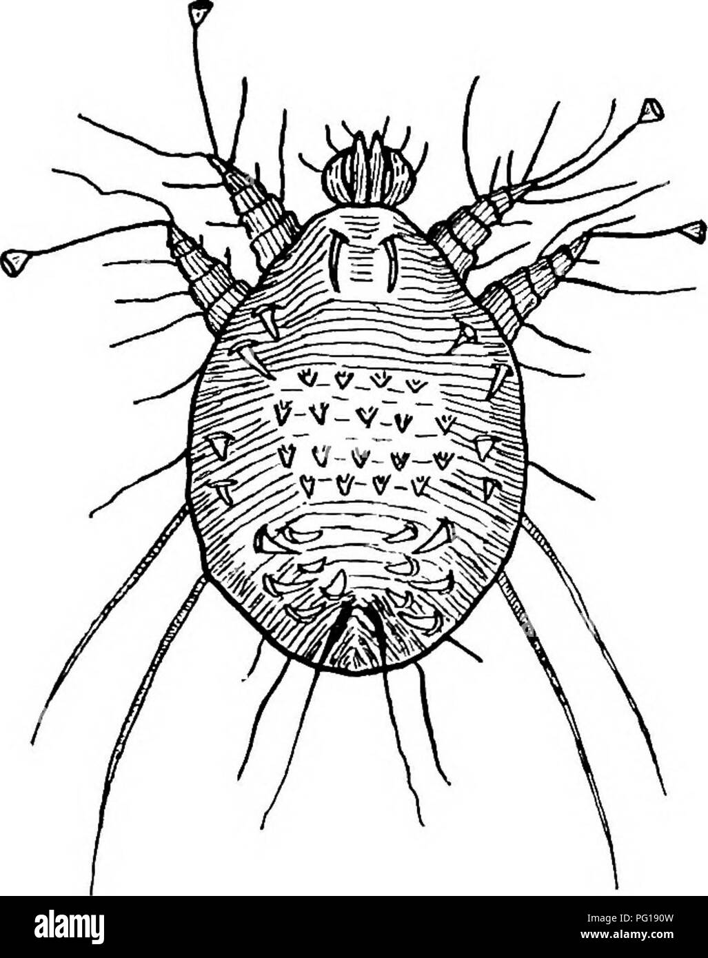. Parasitologie vétérinaire . Les animaux domestiques ; parasitologie vétérinaire. 13 parasites affectant la peau en bonne santé, bien nourris, les animaux ; mais dans ce cas, les défenses naturelles sont plus forts, et donc la maladie est com- paratively facile à éradiquer. La gale sarcoptique chez le cheval produit des symptômes d'une grande démangeaison de la peau, surtout lorsque l'animal est exposé à la lumière du soleil et pendant la nuit. Si les pièces sont rayés avec les doigts, le cheval présente des symptômes de taux de satisfaction-. FiG. 2.-Sarcoptes Eqci : Surface dorsale. tion par la fessée lèvres et hochant la tête, et ces signes étaient auparavant des cons Banque D'Images