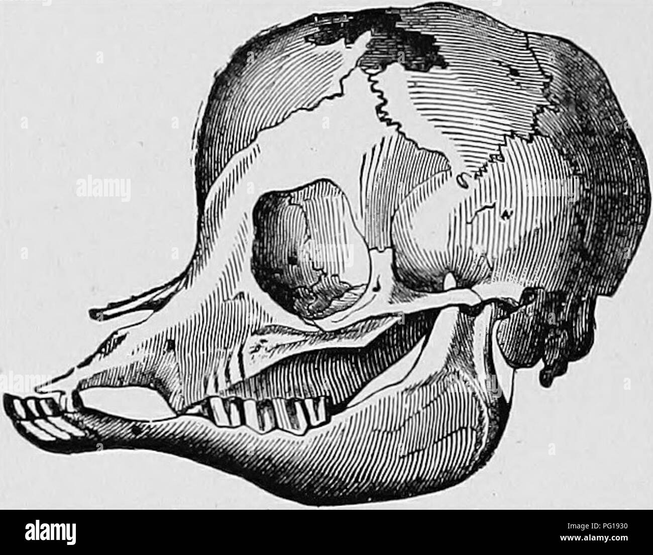 . Obstétrique vétérinaire ; un recueil à l'usage des étudiants et des praticiens. Obstétrique vétérinaire. 88 Obstétrique vétérinaire. poumons non protégée. Cette condition est connue comme. ^^ectopie cordis." Souvent le fœtus est né avec la cavité crânienne élargie avec fluide,-''hydrocéphalie"ou ^'anasarque capitis." Tout d'abord, le liquide s'accumule dans les ventricules, et les processus pathologiques peuvent aller jusqu'à. Fig. 37. Crâne d'Hvdrockphalic : le veau Bonks crânienne sont partiellement : détruit et défectueux. l'ensemble de la structure du cerveau est déplacé par fluide, et seulement conservé en position b Banque D'Images