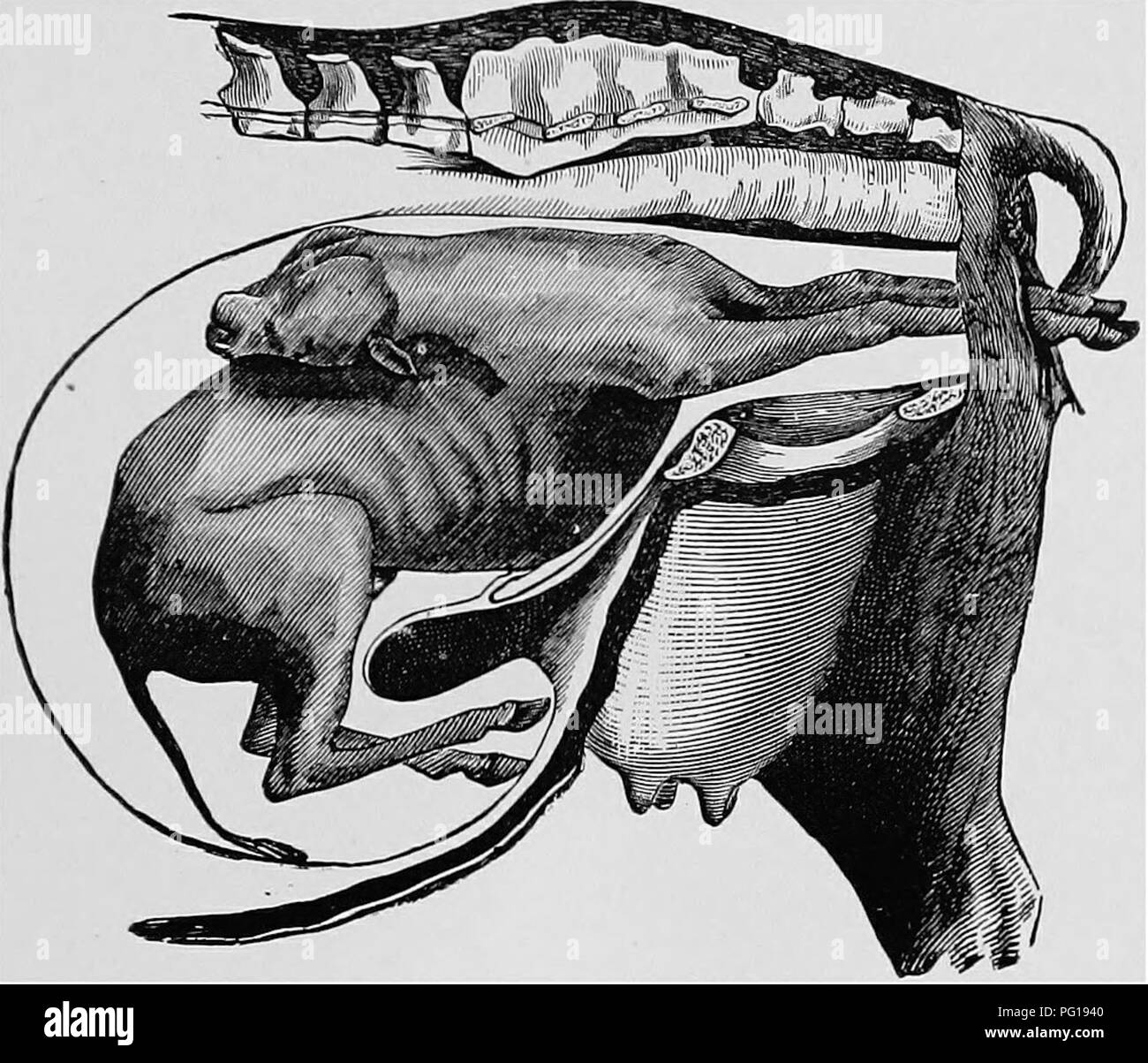 . Obstétrique vétérinaire ; un recueil à l'usage des étudiants et des praticiens. Obstétrique vétérinaire. DYSTOKIA. 69, VERTEBRO-sacré. Avec la tête penchée en arrière et vers le haut. Cela ressemble à beaucoup de la dernière, et nécessite un traitement similaire.. Fig. 26. Vkrtkbro-Sacral Position. Écart type de tête sat vers le haut et vers l'arrière. VERTEBRO-sacré. Mais l'obstruction due à des membres postérieurs. Il arrive parfois, qu'un accouchement normal devient soudainement difficile, sans aucune cause apparente. A l'examen, c'est. a constaté que le hind-membres se sont enlevés, les orteils à la Banque D'Images