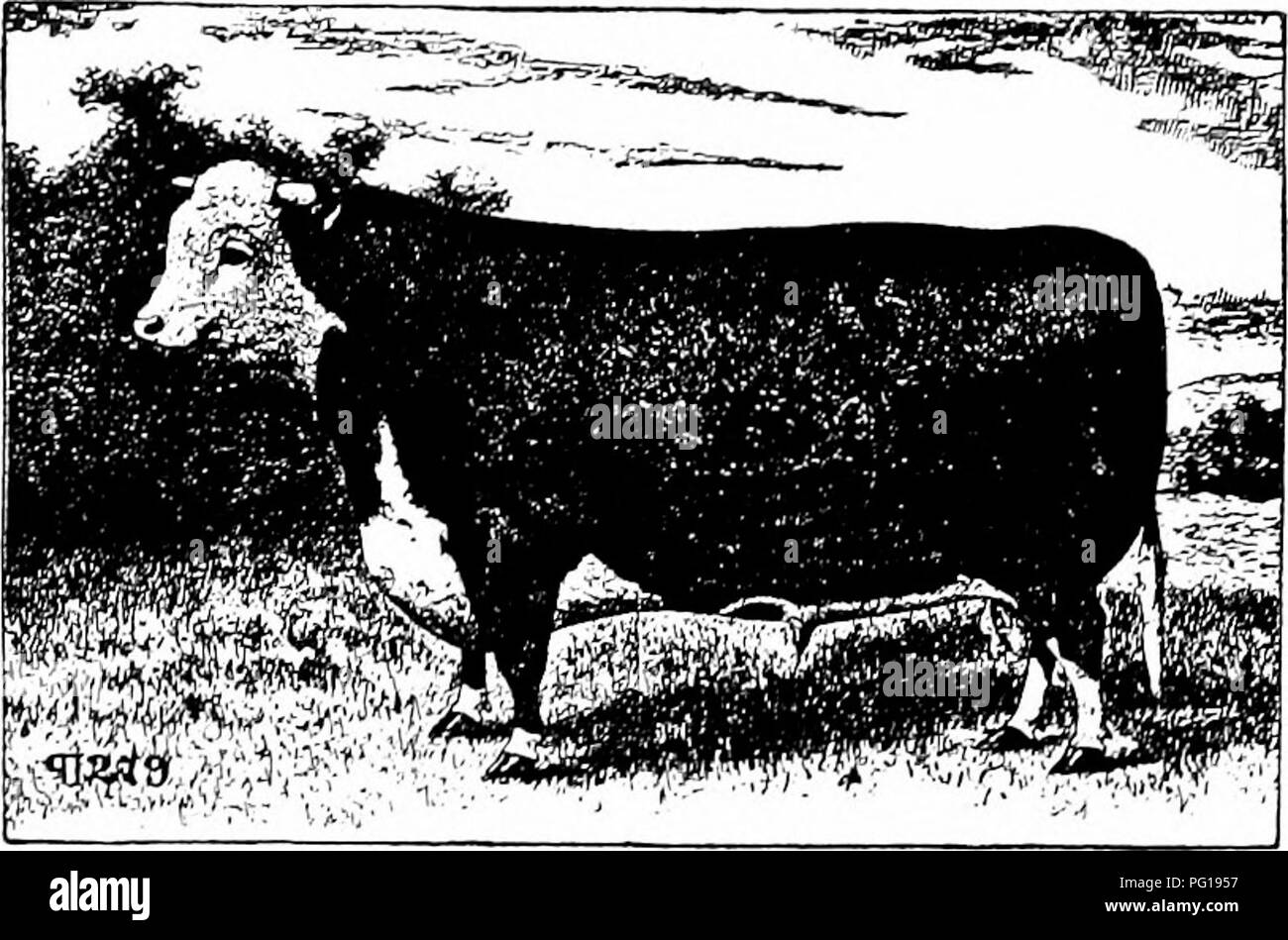 . Histoire de bovins Hereford : prouvé de façon concluante la plus ancienne d'espèces améliorées . Bovins Hereford. 372 HISTOIRE DE BOVINS HEREFORD, volume 1 tlurtecnth mentionner ici, contient les noms de 199 éleveurs, dont 11 sont soit m aux États-Unis ou au Canada. La commission quatre- volume, qui doit être publié en février prochain, contient, je suis informé, un plus grand nombre de noms d'éleveurs. Je ne pense pas qu'il est nécessaire, mais toujours je me permets de suggérer qu'aucun Américain propriétaire ou éleveur de ici- gués d'entrée doit omettre de les enregistrer. Le livre généalogique est sous le contrôle de S. W. Urwick, Es Banque D'Images