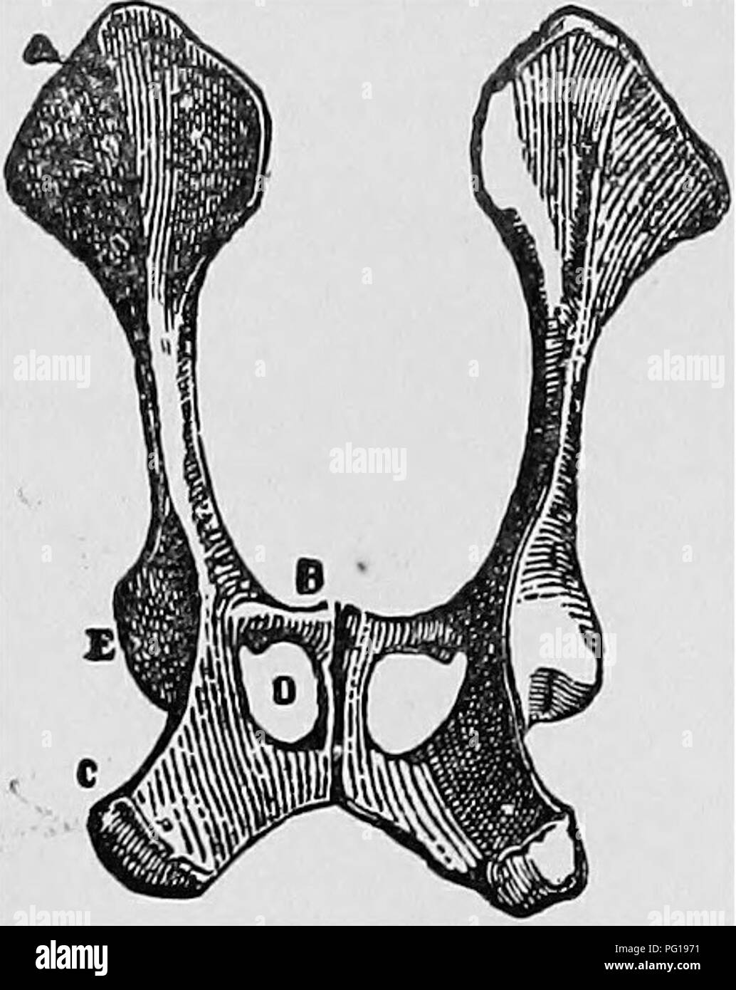 . Obstétrique vétérinaire ; un recueil à l'usage des étudiants et des praticiens. Obstétrique vétérinaire. 12 Obstétrique vétérinaire. volumineux que dans la mare. La concavité iliaque pas si large, et est plus verticale que dans la mare. L'ischion est plus fin, mais a une plus grande surface, est plus courbés de devant à derrière, et d'un côté à l'autre ; alors que l'épine ischiatique est proéminente et mince. Il y a trois sur les tubérosités postero-angle extérieur. Le pubis est large et mince ; la face supérieure est très- concave, et sur sa face inférieure il n'a pas de canal. Le foramen ovale est grand. Il n'y a plus tôt Banque D'Images