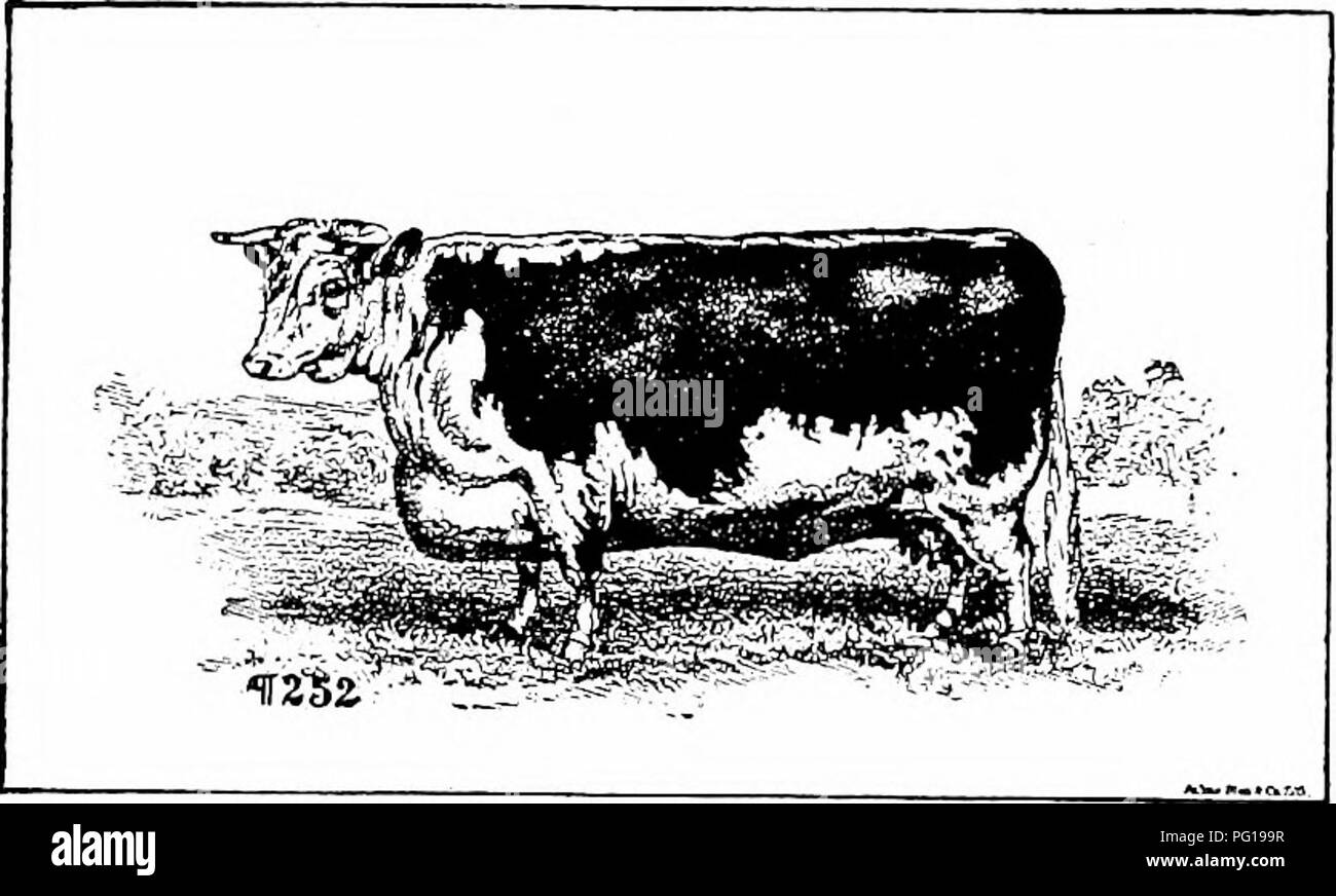 . Histoire de bovins Hereford : prouvé de façon concluante la plus ancienne d'espèces améliorées . Bovins Hereford. Histoire de bovins Hereford 333 "cette question controversée, de longue date, brouglit promineiitly fut à nouveau à l'avant au cours de l'^ baignoire et à l'ouest de l'Angleterre Show à Brighton. A cette occasion, il fait référence plus particulièrement aux décisions dans les classes de Guernesey les bovins. En fait, chaque qui pro- fesses pour savoir ce qu'un taureau ou vache Guernsey est, a tout simplement été choqué par l'incompétence des juges qui ont été nommés pour statuer au sujet de cette race. "Les éleveurs anglais, ainsi que d'éleveurs fro Banque D'Images