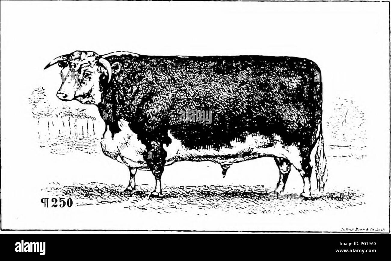 . Histoire de bovins Hereford : prouvé de façon concluante la plus ancienne d'espèces améliorées . Bovins Hereford. Histoire de bovins Hereford 331 Intérêt de la race, et pour permettre à M. Miller le mieux d'améliorer leur popularité en Amer--ica pour le distraire lors d'un banquet, et le rassemblement a eu lieu mercredi dernier. Sir Joseph Bailey, M. P., étant le président, M. Duckham, M. P. et M. S. Robinson (H 232) les vice-présidents, et les nombreux com- pany comprenant également le lord lieutenant du comté (Lord Bateman), Earl Coventry (qui nous sommes heureux de voir le prêt est ici- ford une race increasi Banque D'Images