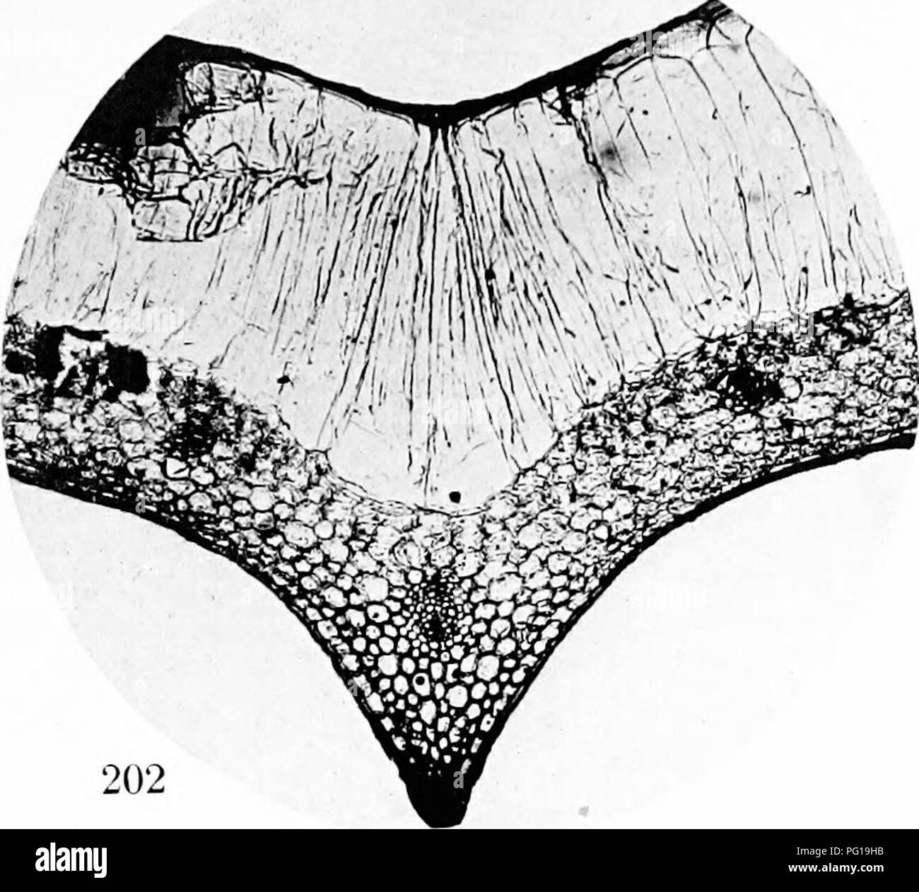 . Un biochemic base pour l'étude des problèmes de la taxonomie, l'hérédité, de l'évolution, etc., avec une référence particulière à l'amidon et des tissus de stocks-parent et hybrides-stocks et les amidons et l'hémoglobine de variétés, des espèces et genres. D'AMIDON ; biochimie ; hybridation végétale^mMiyjii ; plantes. i. Veuillez noter que ces images sont extraites de la page numérisée des images qui peuvent avoir été retouchées numériquement pour plus de lisibilité - coloration et l'aspect de ces illustrations ne peut pas parfaitement ressembler à l'œuvre originale.. Reichert, Edward Tyson, b. 1855. Washington, D. C. , Carnegie Institution de Banque D'Images