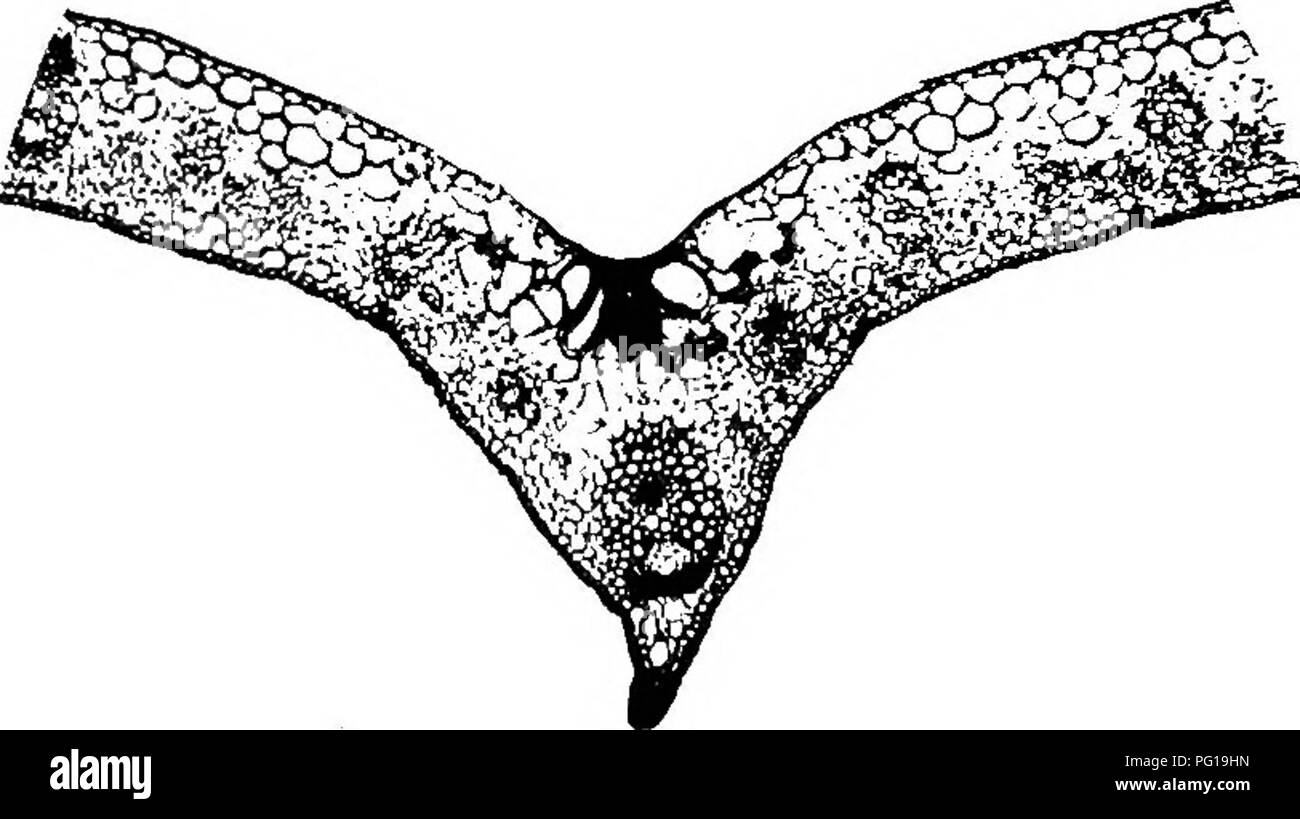 . Un biochemic base pour l'étude des problèmes de la taxonomie, l'hérédité, de l'évolution, etc., avec une référence particulière à l'amidon et des tissus de stocks-parent et hybrides-stocks et les amidons et l'hémoglobine de variétés, des espèces et genres. D'AMIDON ; biochimie ; hybridation des plantes ; les plantes. 198. Veuillez noter que ces images sont extraites de la page numérisée des images qui peuvent avoir été retouchées numériquement pour plus de lisibilité - coloration et l'aspect de ces illustrations ne peut pas parfaitement ressembler à l'œuvre originale.. Reichert, Edward Tyson, b. 1855. Washington, D. C. , Carnegie Institution de Washi Banque D'Images