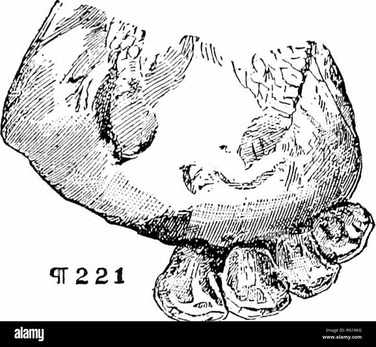 . Histoire de bovins Hereford : prouvé de façon concluante la plus ancienne d'espèces améliorées . Bovins Hereford. 310 HISTOIRE DE L'H E E E F 0 R D'vacuities sents, bovins entre eux sera presque égale à la largeur des dents. Les visages des dents aussi, ces visages qui restent, seront allongés ; le triangle va diminuer, principalement dans la partie centrale des dents, tandis que d'une ligne, plus ou moins profondément dans l'ombre, commence à apparaître autour de la marque originale. "Tout cela, alors que la deuxième série de dents, les permanents, ont progressé dans leur support et ne s'approche vers la gencive, mais pas, comme je l Banque D'Images