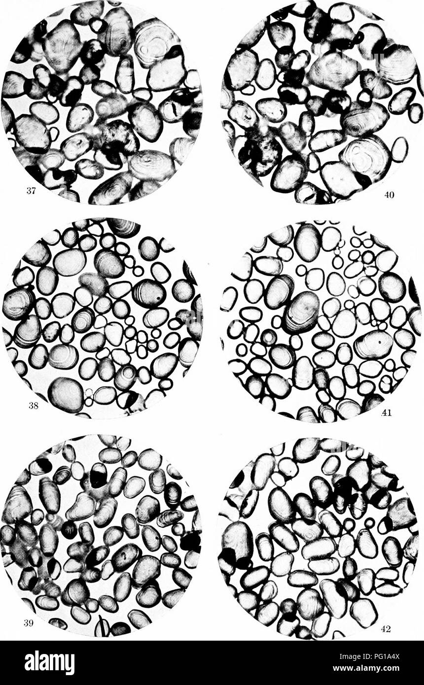 . Un biochemic base pour l'étude des problèmes de la taxonomie, l'hérédité, de l'évolution, etc., avec une référence particulière à l'amidon et des tissus de stocks-parent et hybrides-stocks et les amidons et l'hémoglobine de variétés, des espèces et genres. D'AMIDON ; biochimie ; hybridation des plantes ; les plantes. 7 de la plaque. 37 et 40. Jonathan Cerrada-mon paradis, bowdeni. 38 et 41. Jonathan Cerrada-mon paradis sarniensis var. corusca. inajor 39. Jonathan Cerrada-mon paradis géante. 42. Jonathan Cerrada-mon paradis abondance.. Veuillez noter que ces images sont extraites de la page numérisée des images qui peuvent avoir été retouchées numériquement pour plus de lisibilité - coloration et l'aspect de ces illustrations ne peut Banque D'Images