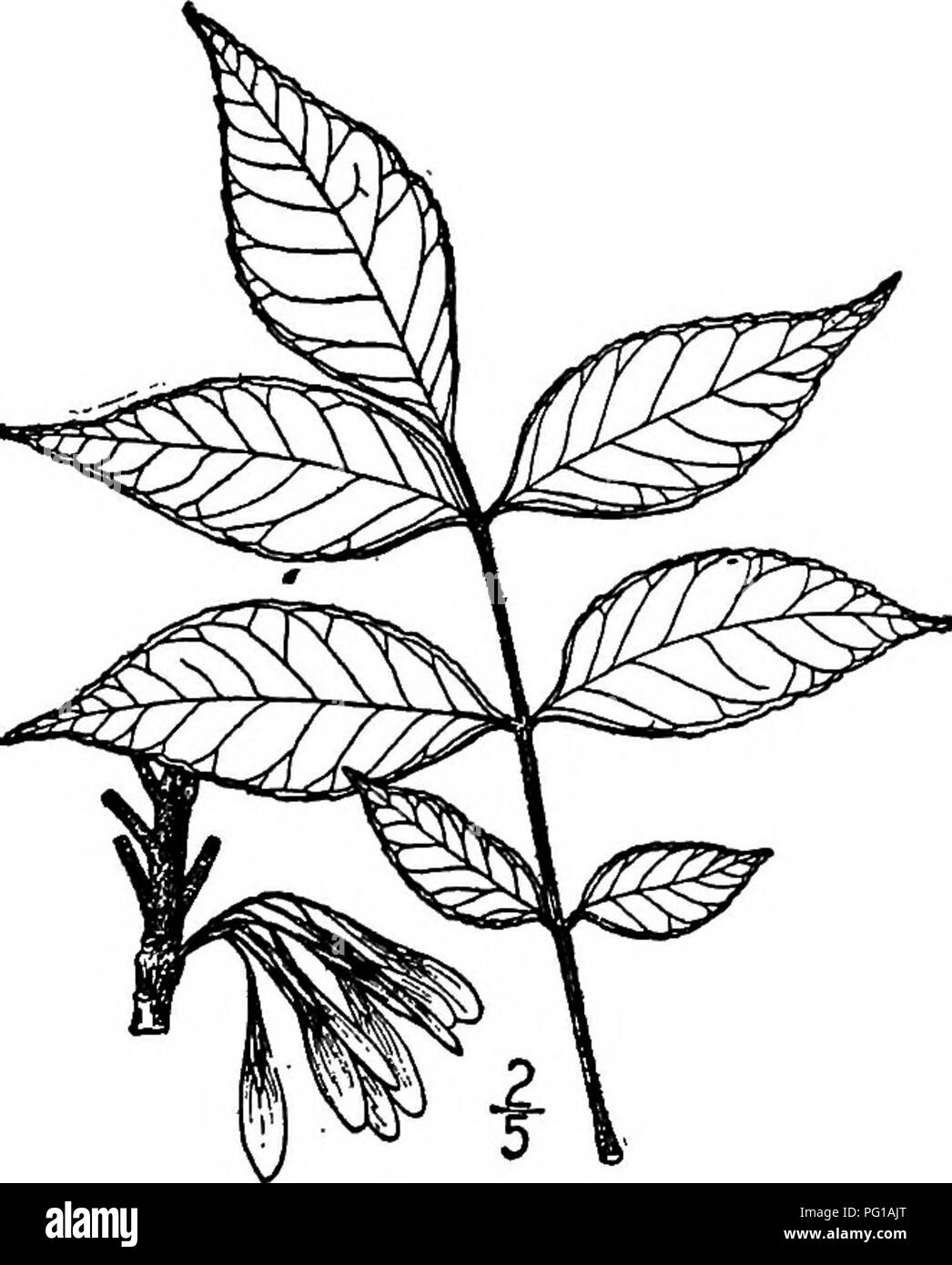 . Les arbres de l'Amérique du Nord : être des descriptions et des illustrations de l'arbres croissant indépendamment de la culture en Amérique du Nord, au nord du Mexique et les Antilles . Les arbres. 4. Fraxmus velntinaTorrey-velouté cet arbre est enregistrée à partir de l'ouest du Texas à l'Arizona, Californie, sud-est et du nord du Mexique, préférant des chanoines. L'écorce est vert rougeâtre et rugueux. Les jeunes pousses sont ronds et lisses ou veloutée, les plus âgés gris et lisse. Les feuilles sont également velouté ou au moins quelque peu pubescentes sur la face inférieure, avec 3 à 9 lancéolées à ovales, elliptiques ou brochures, qui sont bl Banque D'Images