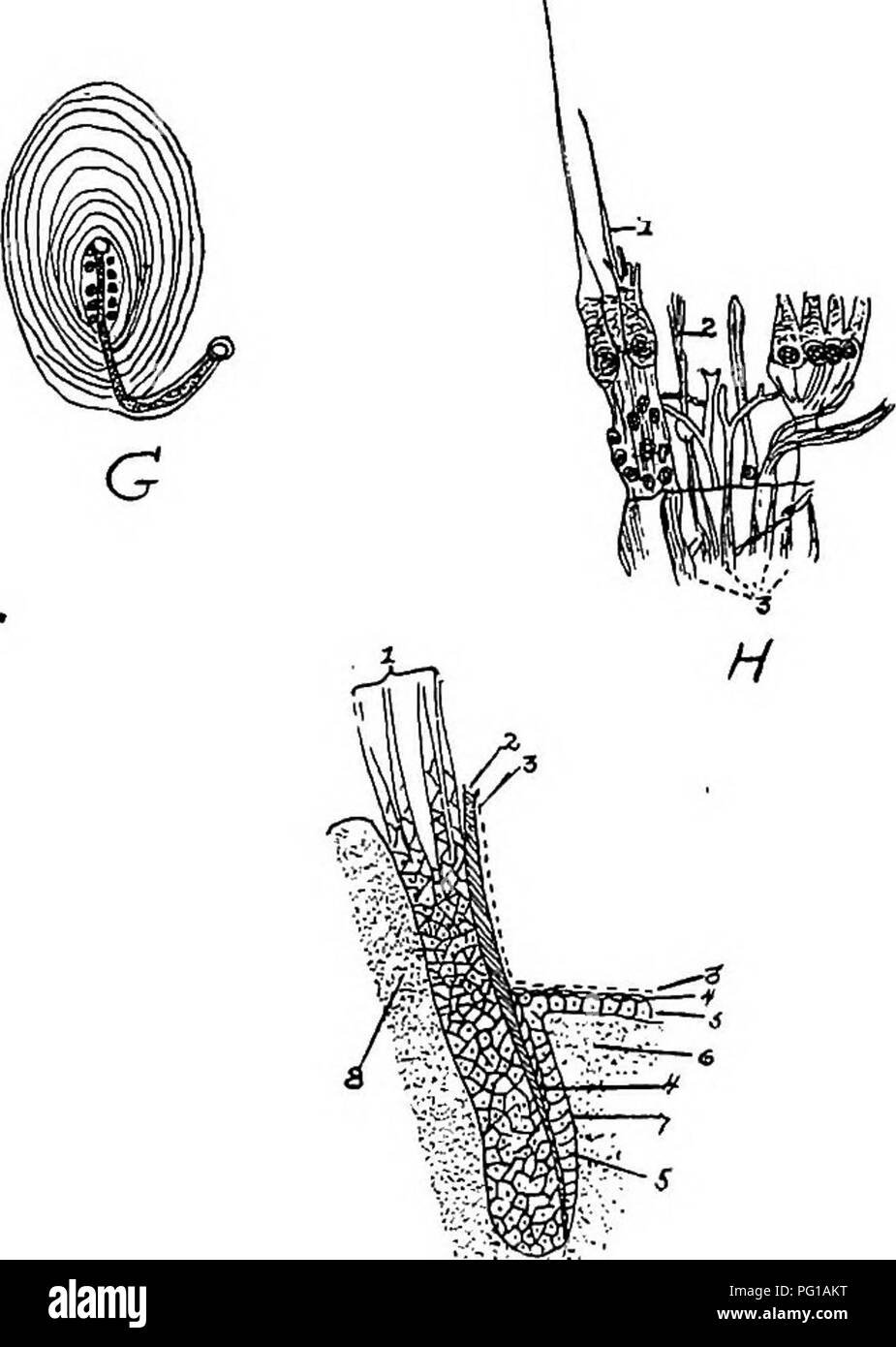 . L'anatomie de la poule domestique . Les animaux domestiques ; médecine vétérinaire ; la volaille. Fig, 29.-Diverses pièces anatomiques de la pintade. A. I, le canal semi-circulaire supérieur. 2, nerf vestibulaire. 3, le meatus auditorius-muscle l'entrée du nerf auditif. 4, l'entrée de l'nerf cochléaire. 5, canal semi-circulaire postérieur. 6, l'ampoule. B. de la papille latérale de la langue, i et 2, papilles montrant une base centrale fibreuse des vaisseaux sanguins et des nerfs. 3, la membrane de sous-sol composé de tissu conjonctif. G. Herbst's corpuscule de la langue d'un canard., montrant la capsule, la Banque D'Images