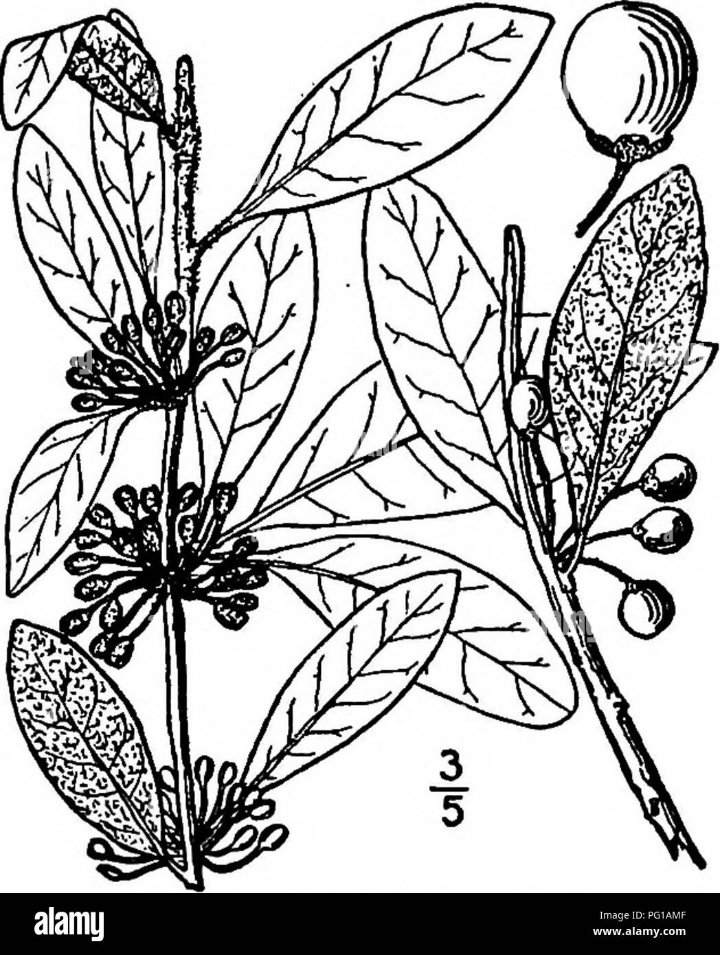 . Les arbres de l'Amérique du Nord : être des descriptions et des illustrations de l'arbres croissant indépendamment de la culture en Amérique du Nord, au nord du Mexique et les Antilles . Les arbres. L'argousier difficiles 781 droite ou courbe, épines rougeâtres. Les bourgeons d'hiver sont d'environ 3 mm. de long, laineux, oblancéolées à elliptiques, de 5 à 10 cm. de long. Les feuilles sont arrondies pour la plupart ou entaillés à l'apex, effilé à progressivement la base, quand imfolding laineux et brunâtre, devenant vert foncé mat et lisse au-dessus, re- autres plus ou moins sous laineux. Les fleurs sont produites au cours de l'été, en fascicules de 13 à 18 nids sur Banque D'Images