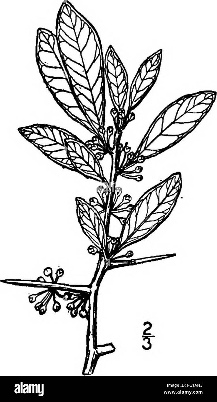 . Les arbres de l'Amérique du Nord : être des descriptions et des illustrations de l'arbres croissant indépendamment de la culture en Amérique du Nord, au nord du Mexique et les Antilles . Les arbres. Fig. 708. - Cassine-leaved nerprun. 2. Le nerprun à feuilles CASSINE -Bumelia cassinifolia SmaU une petit, généralement épineux, arbre ou arbuste, connue uniquement à partir de bois de sable de Loui- siana, où elle atteint un maximiun hauteur de 10 mètres, avec un diamètre du tronc jusqu'à 1,6 dm. L'écorce est brun rougeâtre. Les brindilles sont relativement épais, légèrement velues et gris foncé. Les feuilles sont nombreuses, assez minces, oblongues-obovales ou oblancéolées, à 2 Banque D'Images
