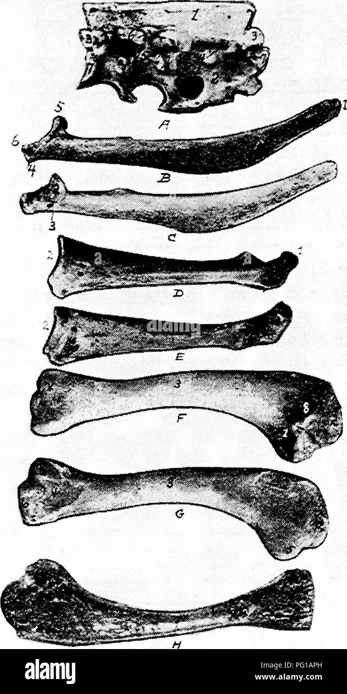 . L'anatomie de la poule domestique . Les animaux domestiques ; médecine vétérinaire ; la volaille. 4° l'ANATOMIE DE LA POULE DOMESTIQUE. Fig. II.-les os de la scapulaire arch. A. vertèbre dorsale, i, l'apophyse supérieure ridge. ;I, l'apophyse inférieure ridge. 3, oblique des processus. 4, foramina intervertébraux. 5 facette articulaire, pour chef de la nervure. 6 facette articulaire, tubercule pour de la nervure. 7, partie articulaire du corps. B. surface extérieure de l'omoplate. C. surface interne de l'omoplate, i, 2, mince extrémité caudale tête articulaire. 4 furcularis, Processus. 5, Processus humeralis. 6, Processus coracoideus. D. surface extérieure de cora Banque D'Images