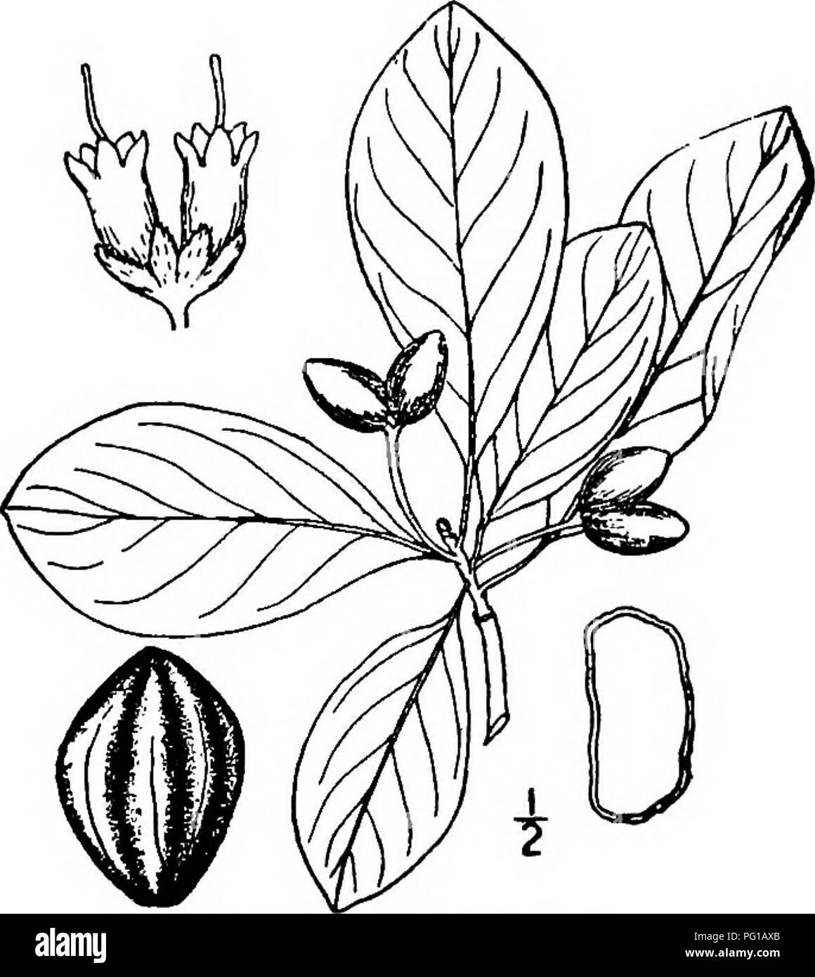 . Les arbres de l'Amérique du Nord : être des descriptions et des illustrations de l'arbres croissant indépendamment de la culture en Amérique du Nord, au nord du Mexique et les Antilles . Les arbres. La gomme de l'eau 737 pour leur coloration automnale des UO. Les fleurs, apparaissant avec les feuilles, sont petites, verdâtres, polygamo-dioïque, en petites grappes, parfois soUtary ou racèmes courts sur les pédoncules axillaires mince. Les fleurs staminées sont nombreux, leur calice en forme de coupe, 5-lobées ; 5 pétales, petite, charnue, rarement aucun ; étamines, 5 à plusieurs, la charge sur l'ensemble d'un disque ou lobées. Les fleurs pistillées, 2 à plusieurs ou solitaires, ar Banque D'Images