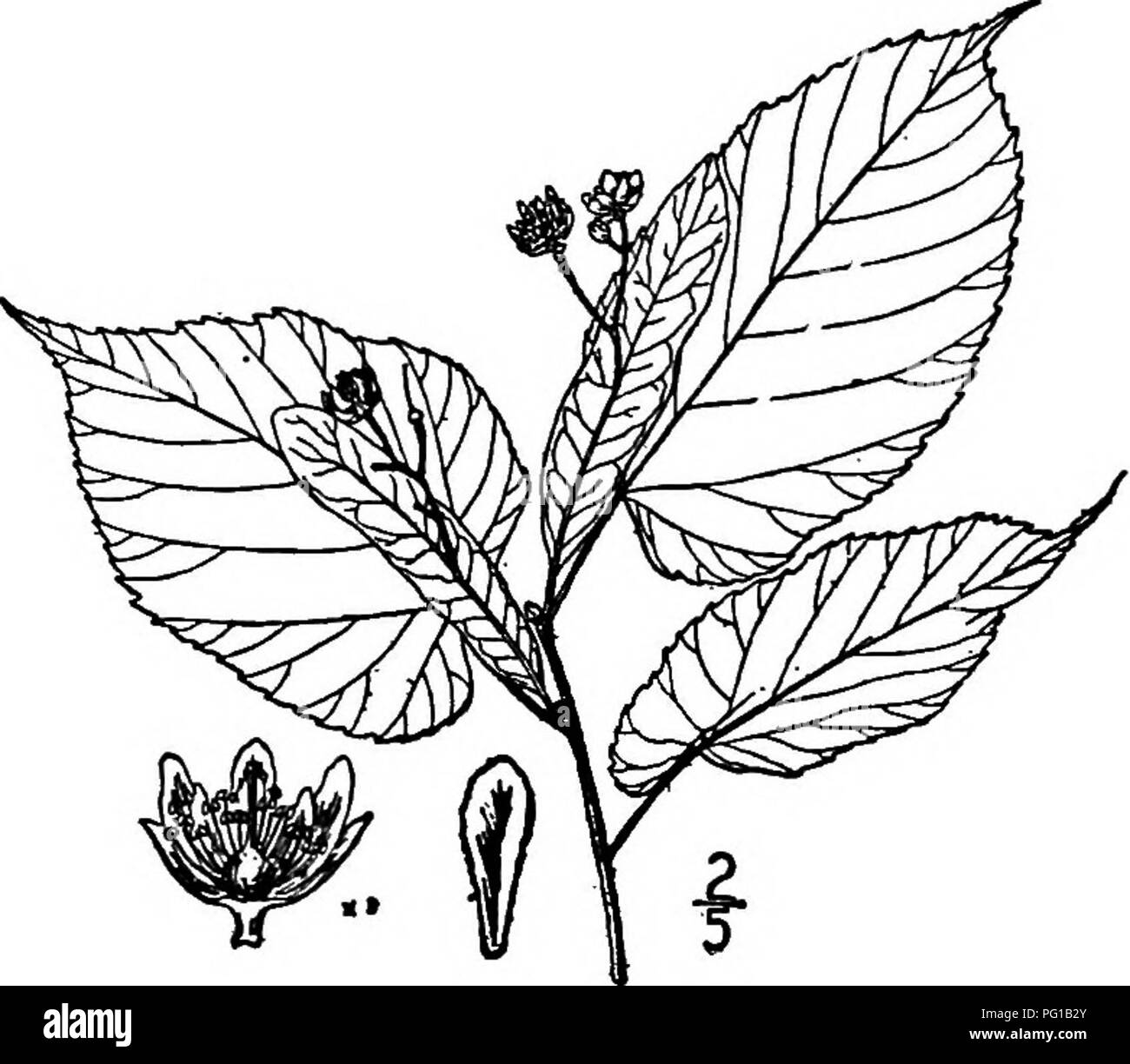 . Les arbres de l'Amérique du Nord : être des descriptions et des illustrations de l'arbres croissant indépendamment de la culture en Amérique du Nord, au nord du Mexique et les Antilles . Les arbres. 686 l'Basswoods et lisse, ou presque. Les bractées sont oblongues à étroitement ovées, lo à 13 cm de longueur, 3 à 4 cm. de large, sessiles ou pétiolées, court et lisse sur la surface des bourgmestres. Le pédoncule est lisse, la partie libre 2 à 4 cm. de long, avec de 5 à 10 fleurs de taille moyenne ; les sépales sont étroitement ovées à ovées-lancéolées, 3,5 à 4 mm. de long ; les pétales sont 5,5 à 7 mm. de long ; les staminodes sont entières, linéaires- Banque D'Images