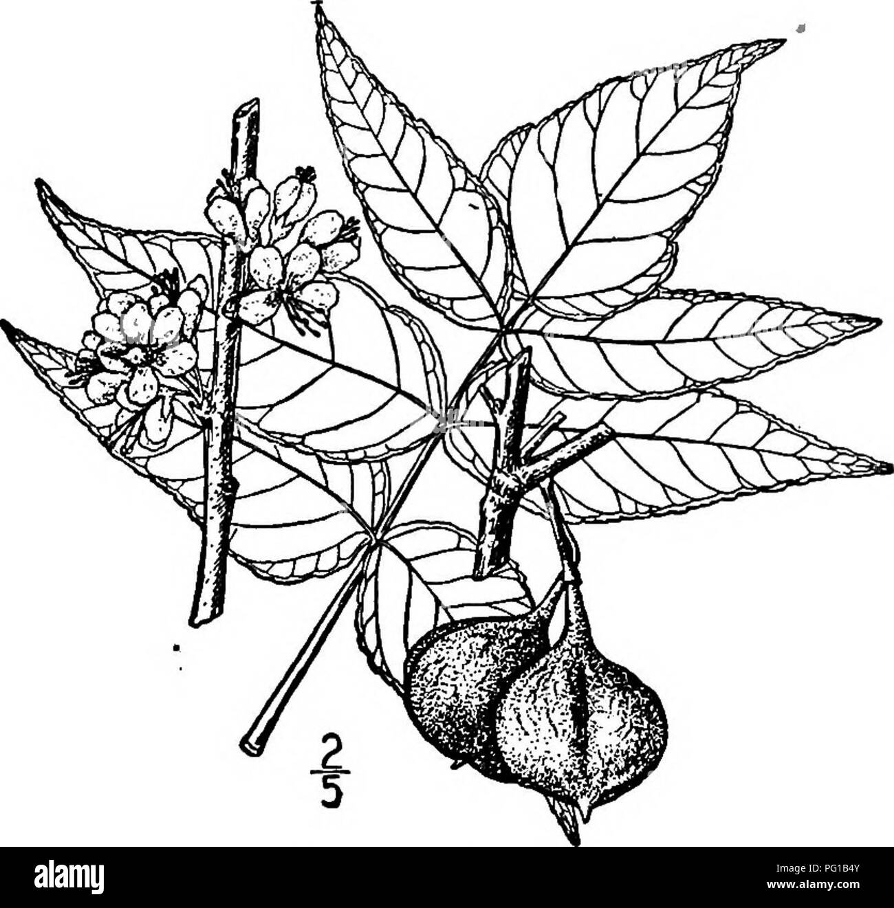 . Les arbres de l'Amérique du Nord : être des descriptions et des illustrations de l'arbres croissant indépendamment de la culture en Amérique du Nord, au nord du Mexique et les Antilles . Les arbres. Buckeye espagnol 669 l'Amérique centrale et du nord de l'Amérique du Sud. À Cuba il atteint une hauteur de 12 mètres ou plus, avec un tronc d'au moins 3 dm. d'épaisseur. Les jeunes pousses sont finement velues, devenir lisse et brun. Les tracts varient en nombre de 5 à 15 ; elles sont oblongues à oblancéolées, rétréci à la base, ferme, 6 à 15 cm. de long, de courtes tiges, émoussé, pennatinervé vivement, légèrement dentelées et velues tout lor Banque D'Images