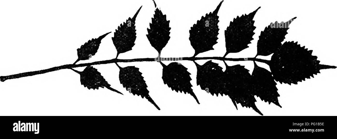 . L'histoire naturelle de la ferme ; un guide pour l'étude pratique de la sources de notre vivant dans la nature sauvage. L'histoire naturelle. 290 HISTOIRE NATURELLE DE L'étude agricole 42. Les grandes vignes sauvages de la ferme Le programme de travail dans cette étude sera composée d'un voyage à l'intérieur des frontières d'un bois, le long d'une clôture-row, et par une accumulation de terre, d'examiner, un par un, les différentes vignes sauvages de toutes sortes, et la rédaction de leurs caractères d'une table préparée avec les coltunn rubriques : (Nom d'une plante). Durée de tige (annuelle, bisannuelle, vivace). Où se développe (en soleil ou ombre, humide ou dr Banque D'Images