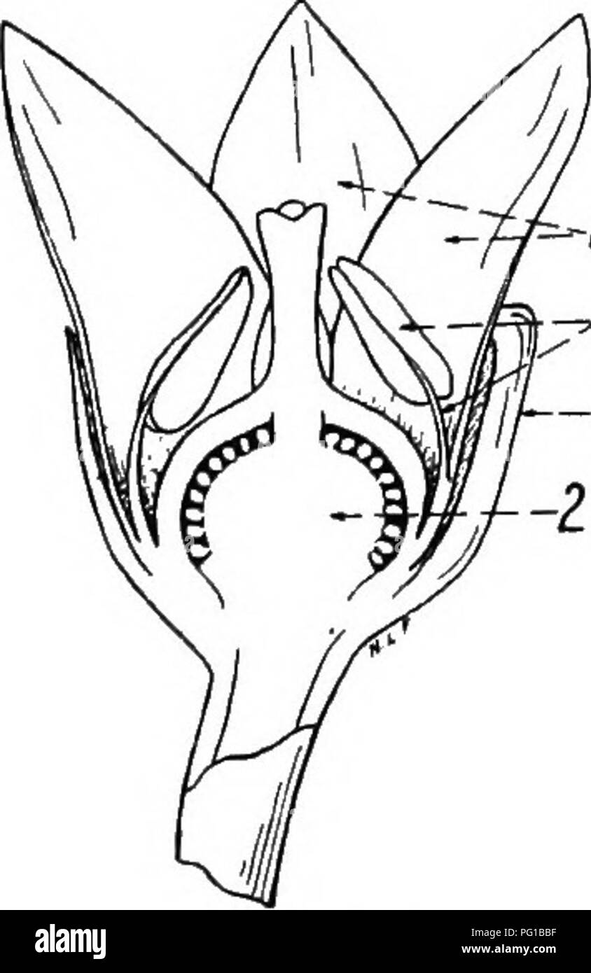 . La botanique des plantes cultivées : un texte et ouvrage de référence. La botanique, économique. SOLAN ACEjE 593 ovales et ensemble. Les fleurs (Fig. 241) sont solitaires, ou par deux ou trois. Le calice est de cinq-Iobecl obcon-, tronquer, ical, ou un entonnoir en forme de coupe- forme. La corolle est blanche, rotation, généralement cinq lobes, avec les lobes valvaires. ^YGStamens il y a, parfois six ou sept, attaché près de la base de la corolle de la déhiscence des anthères bleuâtres ; le longitudinalement. L'ovaire est habituellement de deux cellules, rarement trois cellules, et porte un thread-uke, style, et nombre d'ovules. Le fruit (Fig. 242) est une baie rouge, ou gree Banque D'Images