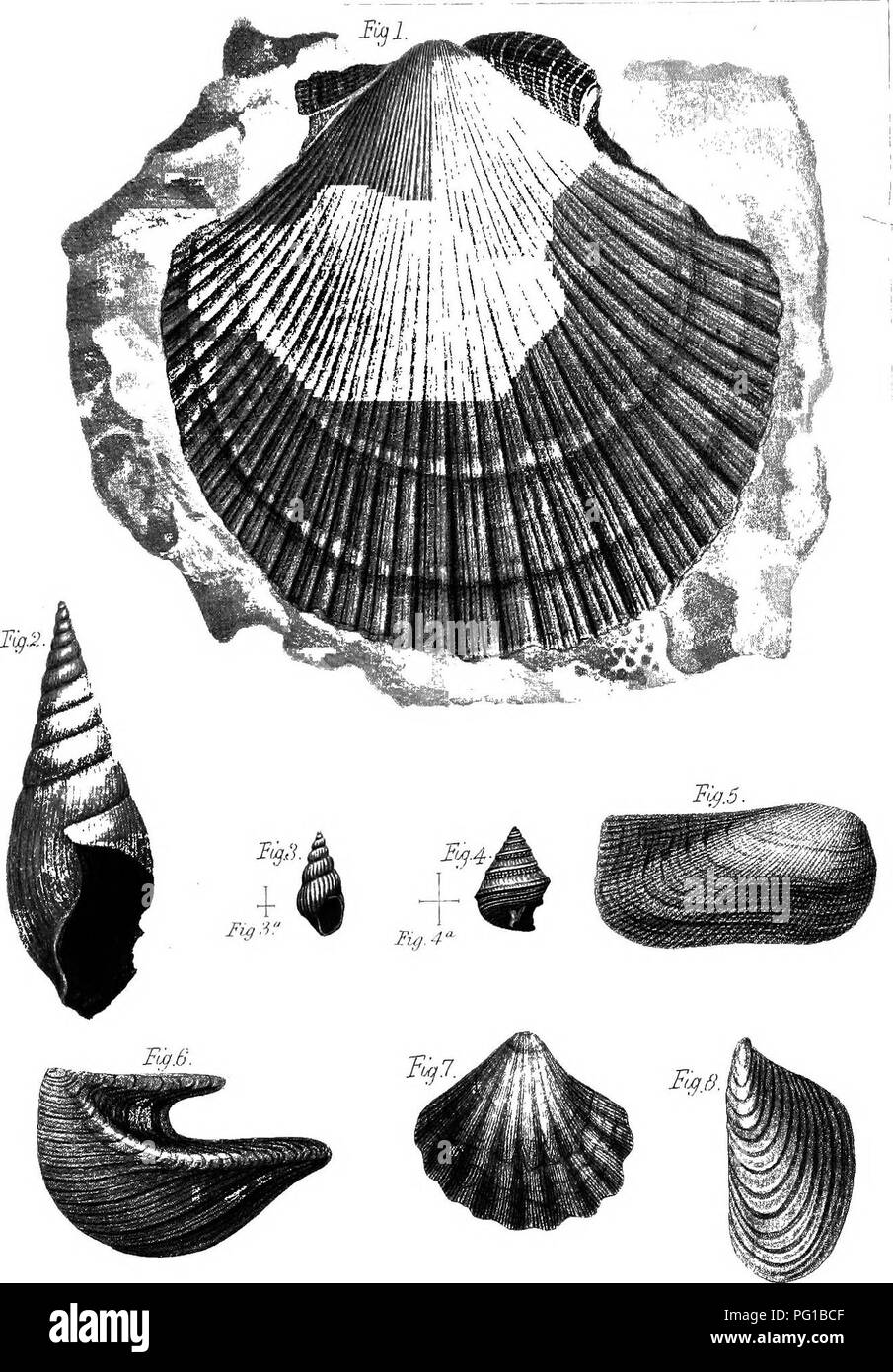 . La Palaeontological : rapport préparé pour le rapport géologique du Kentucky et publié dans le tome 3 . La paléontologie. o u ft j'  1971 c n o u n i- PLATEVIII. Veuillez noter que ces images sont extraites de la page numérisée des images qui peuvent avoir été retouchées numériquement pour plus de lisibilité - coloration et l'aspect de ces illustrations ne peut pas parfaitement ressembler à l'œuvre originale.. Lyon, Sidney Smith, 1808-1972 ; Lesquereux, Leo, 1806-1889 ; Cox, E. T. (Edward Travers), 1821-1907. Frankfort, Ky.  : A. G. Hodges Banque D'Images