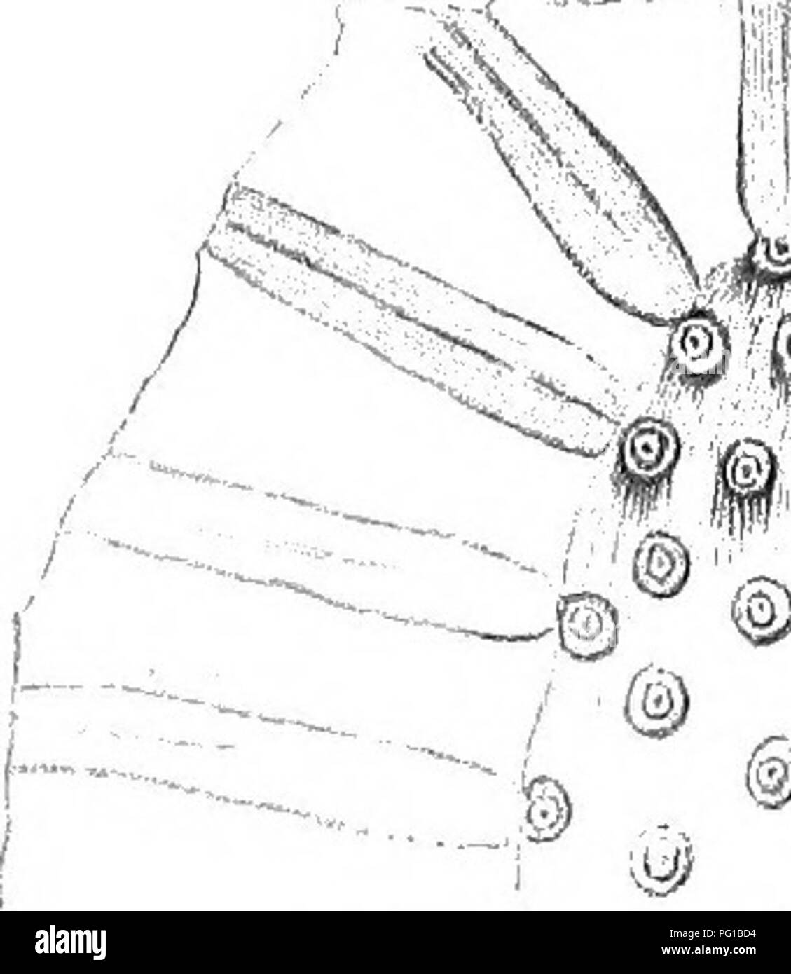 . Le rapport ontologique… PalÃ : préparé pour le rapport géologique du Kentucky et publié dans le tome 3 . La paléontologie. Â Â Â©®© v" /Â Â Â®® V âi ^ Â© -V &® Â© Â®  %^.  ?Â ¢  %i "j @ Â© '^§ Â r.-rr :. Veuillez noter que ces images sont extraites de la page numérisée des images qui peuvent avoir été retouchées numériquement pour plus de lisibilité - coloration et l'aspect de ces illustrations ne peut pas parfaitement ressembler à l'œuvre originale.. Lyon, Sidney Smith, 1808-1972 ; Lesquereux, Leo, 1806-1889 ; Cox, E. T. (Edward Travers), 1821-1907. Frankfort, Ky.  : A. G. Hodges Banque D'Images