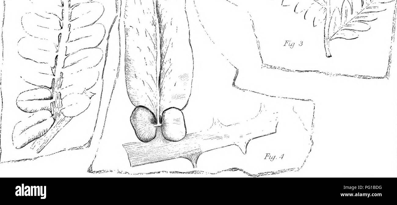 . La Palaeontological : rapport préparé pour le rapport géologique du Kentucky et publié dans le tome 3 . La paléontologie. ^^ j&gt ;.. • Fe un t'-vv ^A/"^ -,ir , Lcsque". loo-je.. J/ .LH 1. .Sp/tf/ti&gt ;/- !.Les documents visuels s // ?&lt ;/n&lt ;/v/{//'/f'//A ///,/ttf/société ffj tire////. Veuillez noter que ces images sont extraites de la page numérisée des images qui peuvent avoir été retouchées numériquement pour plus de lisibilité - coloration et l'aspect de ces illustrations ne peut pas parfaitement ressembler à l'œuvre originale.. Lyon, Sidney Smith, 1808-1972 ; Lesquereux, Leo, 1806-1889 ; Cox, E. T. (Edward Travers), 1821-1907. Frankfort, Ky. A. G. : Banque D'Images