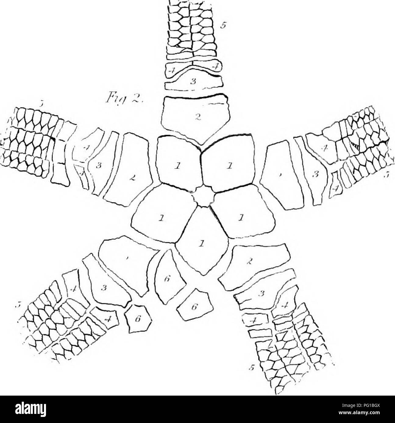 . La Palaeontological : rapport préparé pour le rapport géologique du Kentucky et publié dans le tome 3 . La paléontologie. Fw '/." /&gt ;".&Lt ; '/'. Veuillez noter que ces images sont extraites de la page numérisée des images qui peuvent avoir été retouchées numériquement pour plus de lisibilité - coloration et l'aspect de ces illustrations ne peut pas parfaitement ressembler à l'œuvre originale.. Lyon, Sidney Smith, 1808-1972 ; Lesquereux, Leo, 1806-1889 ; Cox, E. T. (Edward Travers), 1821-1907. Frankfort, Ky.  : A. G. Hodges Banque D'Images