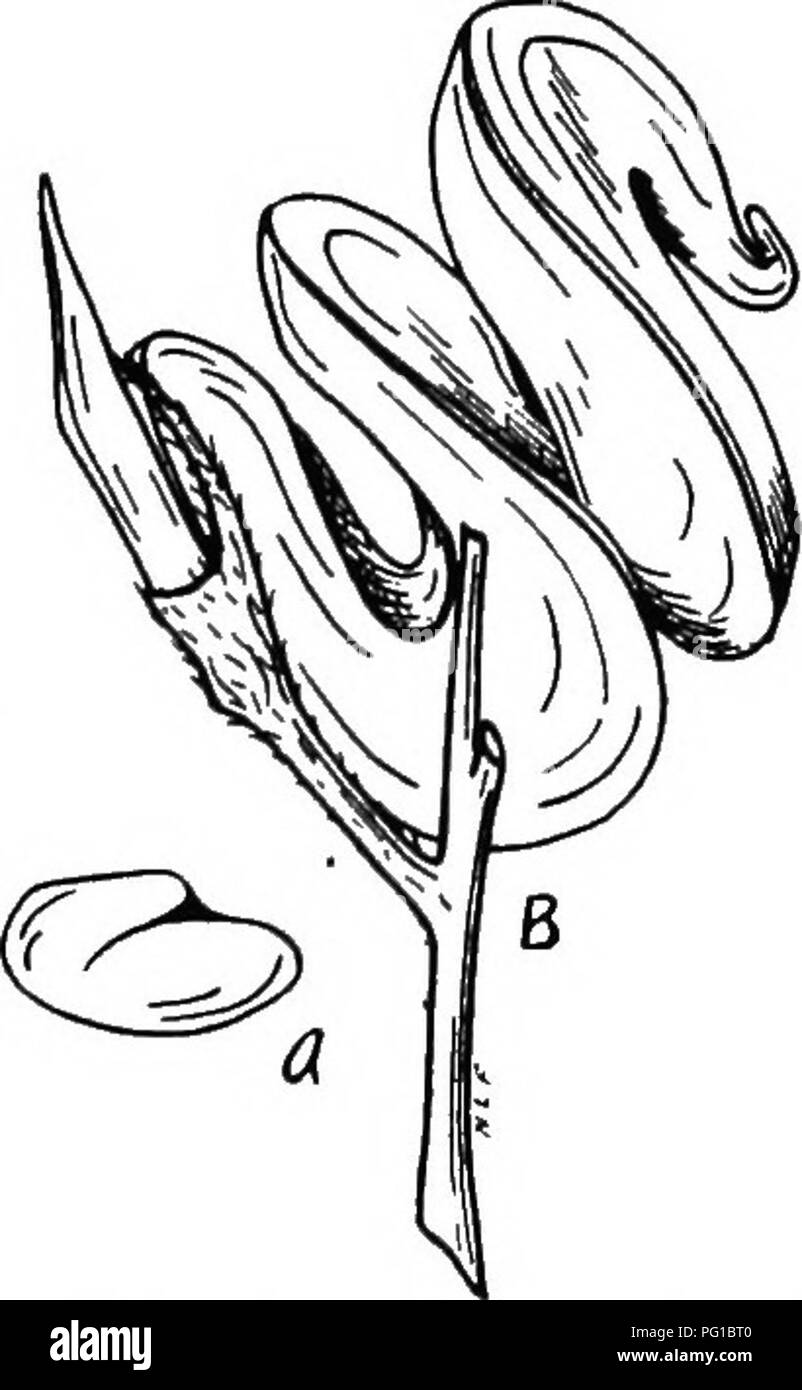 . La botanique des plantes cultivées : un texte et ouvrage de référence. La botanique, économique. 441 LEGUMINOSjE TRIFOLroM Medimn (moyenne, en zigzag, rouge, blanc ou trèfle des prés de mammouth) C'est une plante vivace ressemblant au trèfle trèfle rouge {T. pra- tendue), décrit ci-dessus. La plante est plus grand, cependant, ses tiges sont plus se propager et courbé au niveau des noeuds en zigzag ; les folioles sont plus longue et plus étroite, et les stipules plus long et plus pointu. Les folioles sont lancéolées ou oblongues et non repéré comme dans le trèfle rouge. Les fleurs sont violet vif. Cette espèce est originaire de la Sibérie et peut-être l'Europe. Il a gagné en ent Banque D'Images