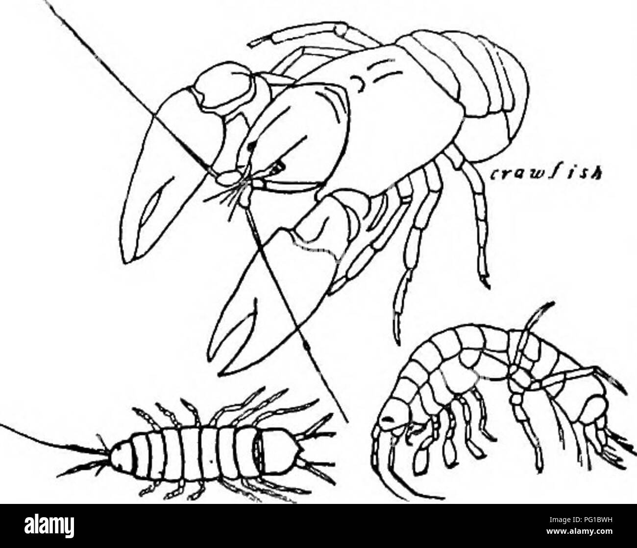 . L'histoire naturelle de la ferme ; un guide pour l'étude pratique de la sources de notre vivant dans la nature sauvage. L'histoire naturelle. Cochon. 19. Deux en forme de patelle. Deux de ces derniers sont indiqués dans Figiire 19. Dans toutes les marges de torchage du corps s'emboîtent étroitement à la pierre et détourner l'eau, en appui contre son soutien. Dans l'eau encore des fosses profondes sont les larves d'insectes que de l'accueil spécial gros poissons. Nous shaU stick à stones m -^ Â° : un rapide de l'eau, le rctum à eux dans la prochaine étude. Télévision dans le rifHe - beetle â ' (.Psephenus shoalcr lecon- pièces et au milieu d'e Banque D'Images