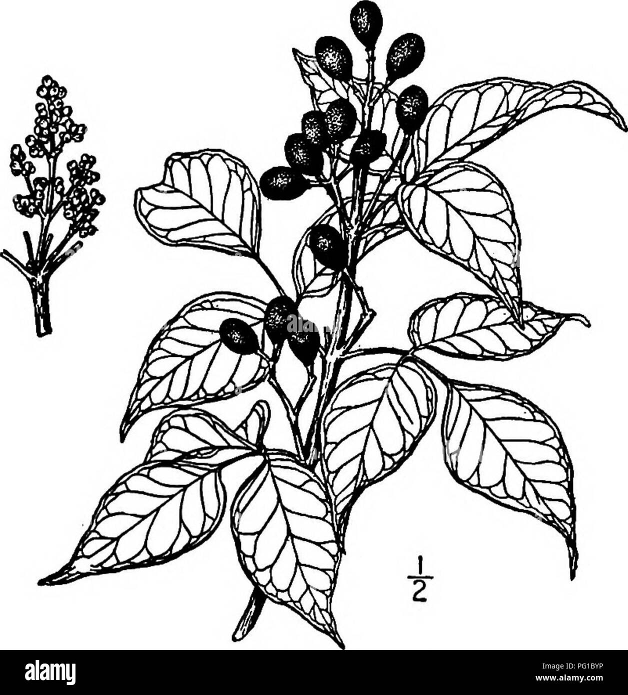 . Les arbres de l'Amérique du Nord : être des descriptions et des illustrations de l'arbres croissant indépendamment de la culture en Amérique du Nord, au nord du Mexique et les Antilles . Les arbres. Agrumes sn gin, chacune sur un court pédoncule, épaisses et coriaces, vert clair, lisse et brillant au-dessus, vert terne et con- spicuously et noir veiné glan- dular parsemées au-dessous. Les fleurs apparaissent tout au long de l'année dans pani- cles 3 à 8 cm. de long, légèrement pubescentes sur les pédicelles ; les pétales obovales ou ovale sont de 3 à 3,5 mm. de long ; l'ovaire ovoïde ou un ellipsoïde est poilue. Le fruit est obovoïdes à elliptiques-ovales, de 6 à 13 mm. Banque D'Images