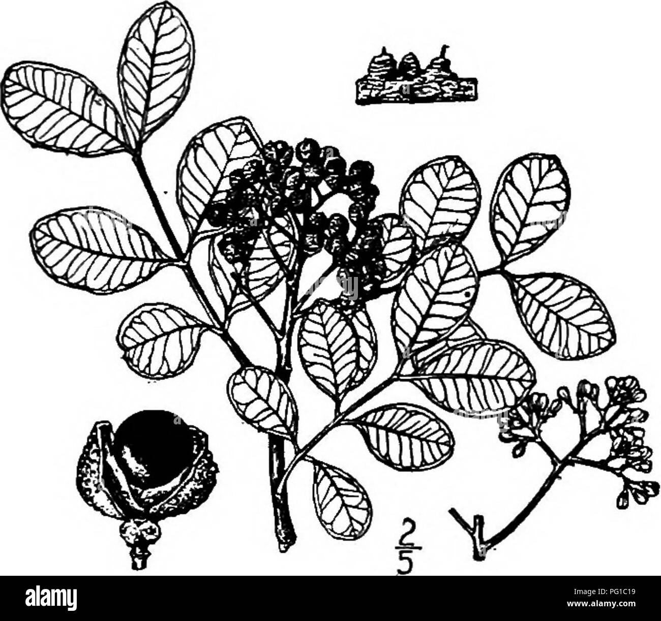 . Les arbres de l'Amérique du Nord : être des descriptions et des illustrations de l'arbres croissant indépendamment de la culture en Amérique du Nord, au nord du Mexique et les Antilles . Les arbres. 572 paires site Baretta, épaisses et coriaces, obovées à forme de coin ou de forme oblongue, 3,5 à 6 cm, long, arrondi ou entaillés à l'apex, plus ou moins révoluté sur l'ensemble du mar- gin, effilé à la base en une courte tige robuste, en bonne place sur les deux surfaces réticulée, vert vif et brillant au-dessus, plus pâle en dessous. Les fleurs sont en cymes corymbe-comme, leurs gros pédicelles parfois légèrement velues ; le petit calice se compose de Banque D'Images