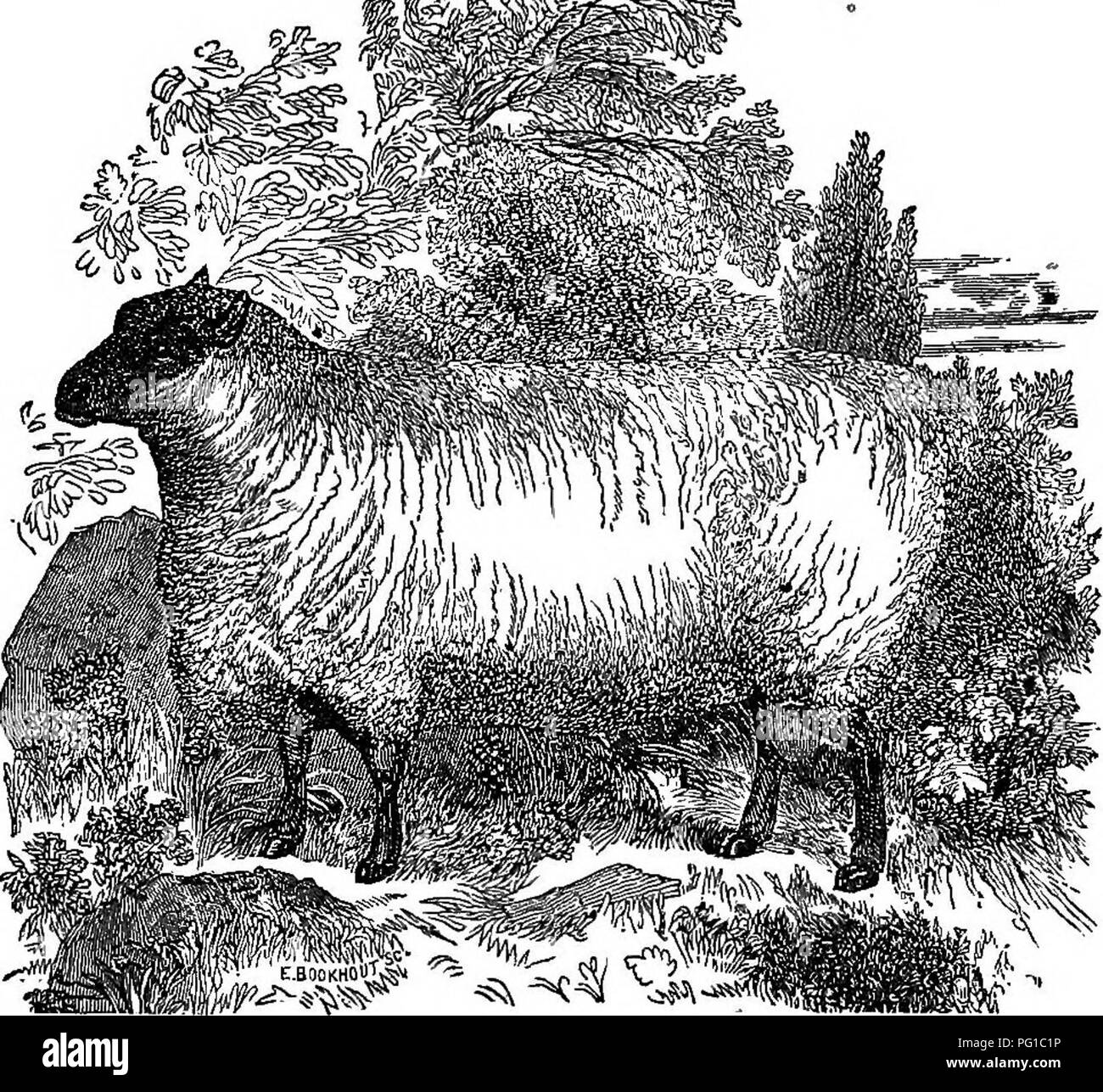 . L'American shepherd : étant une histoire de la brebis, avec leurs races, de gestion, et les maladies : illustré de portraits de différentes races de moutons, granges, hangars, &amp;c.  : Avec un appendice, englobant plus de vingt lettres d'éminents producteurs de laine et les moutons-éleveurs d'Etats différents, détaillant leurs modes respectifs de la gestion . Les moutons ; les moutons. Le SUD DES MOUTONS. 103 source, M. John ETlma.n. Il dit, "cette race a été pour- merly de petite taille, et loin de posséder une bonne forme, d'être long et mince -dans le cou, sur les épaules, derrière basse, haute sur les reins, Dow Banque D'Images