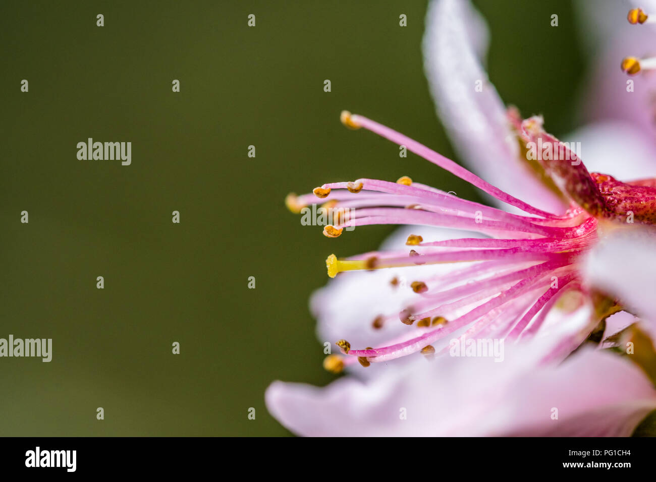 Détail d'un belle arbre fleurissant dans un ressort. Nice Fleurs roses. Macro shot avec beaucoup de détails avec une faible profondeur de champ. Banque D'Images