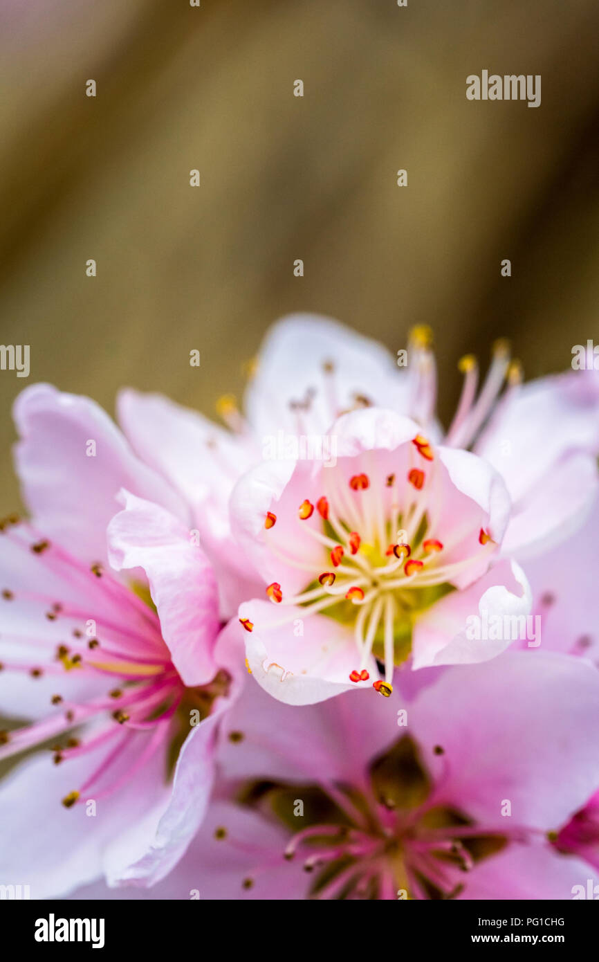 Détail d'un belle arbre fleurissant dans un ressort. Nice Fleurs roses. Macro shot avec beaucoup de détails avec une faible profondeur de champ. Banque D'Images